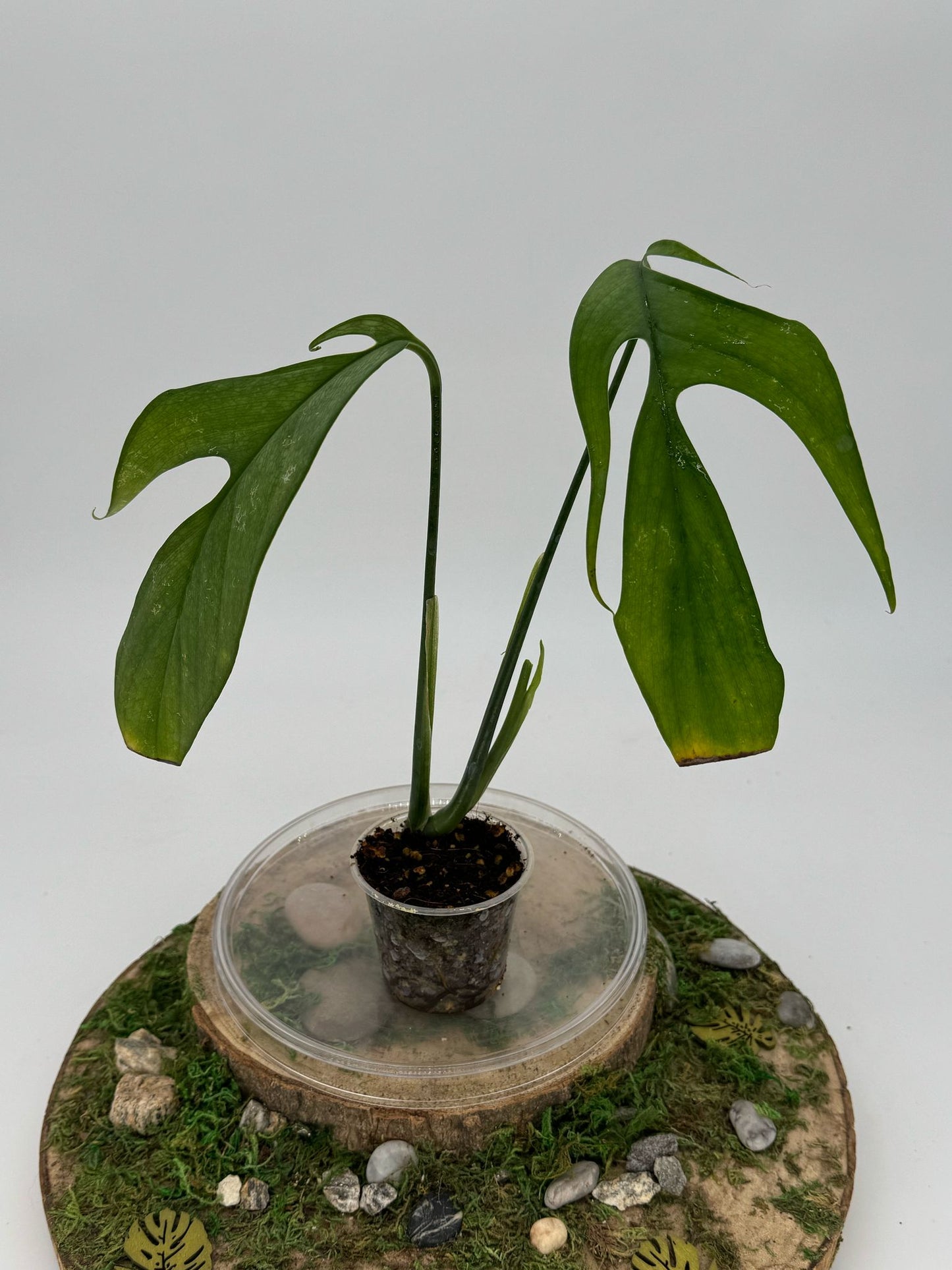 Monstera croatii