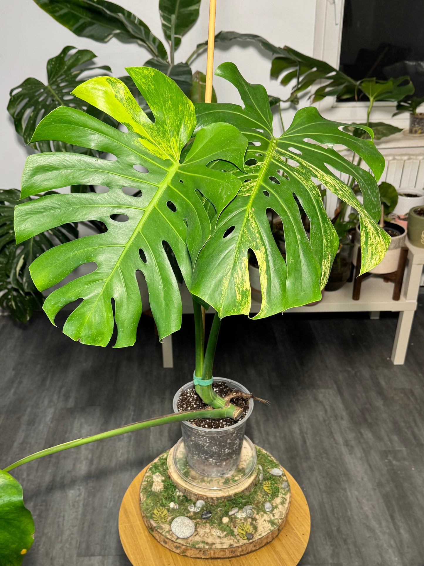 Monstera aurea large form
