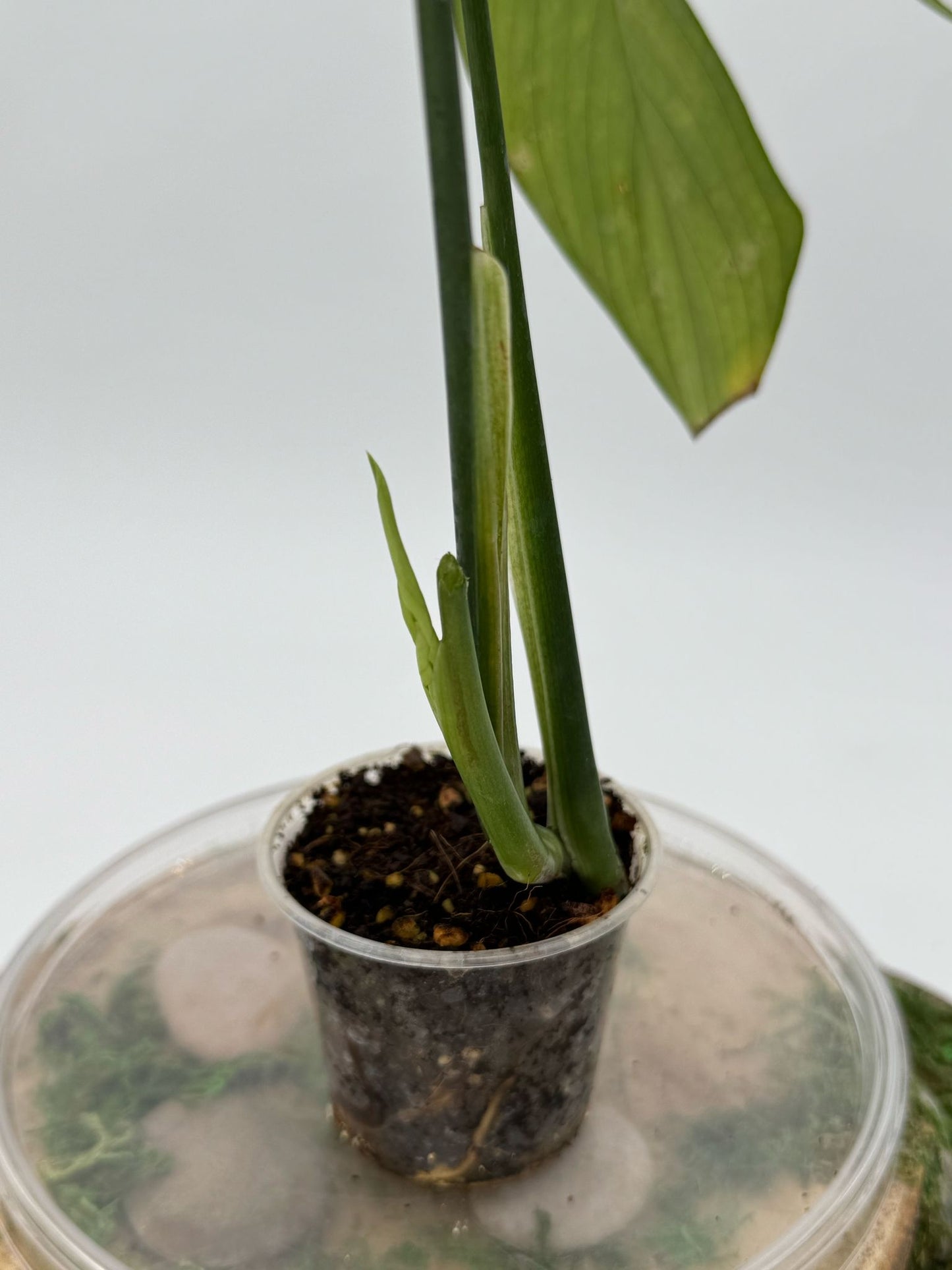 Monstera croatii