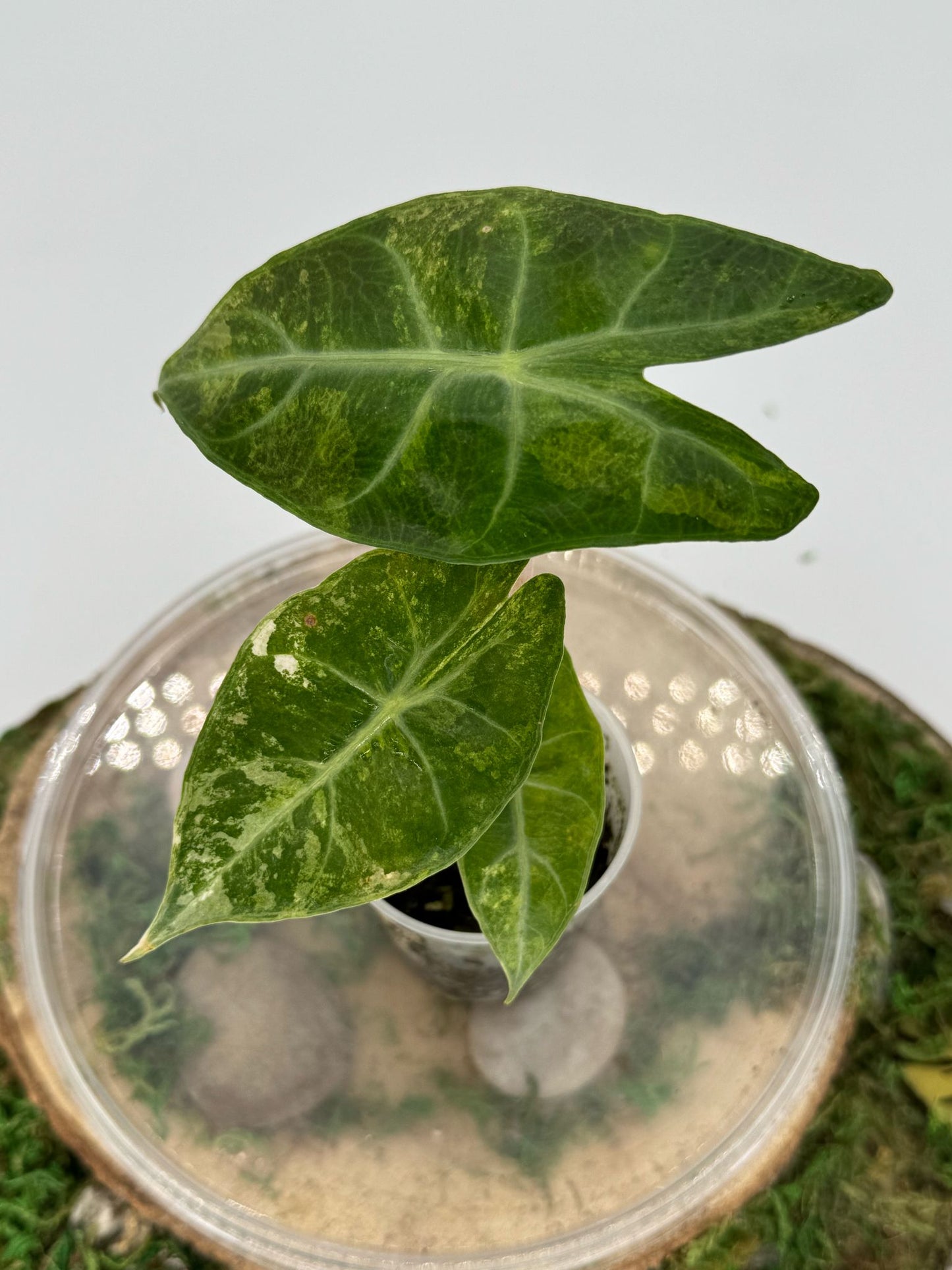 Alocasia Nairobi night variegata