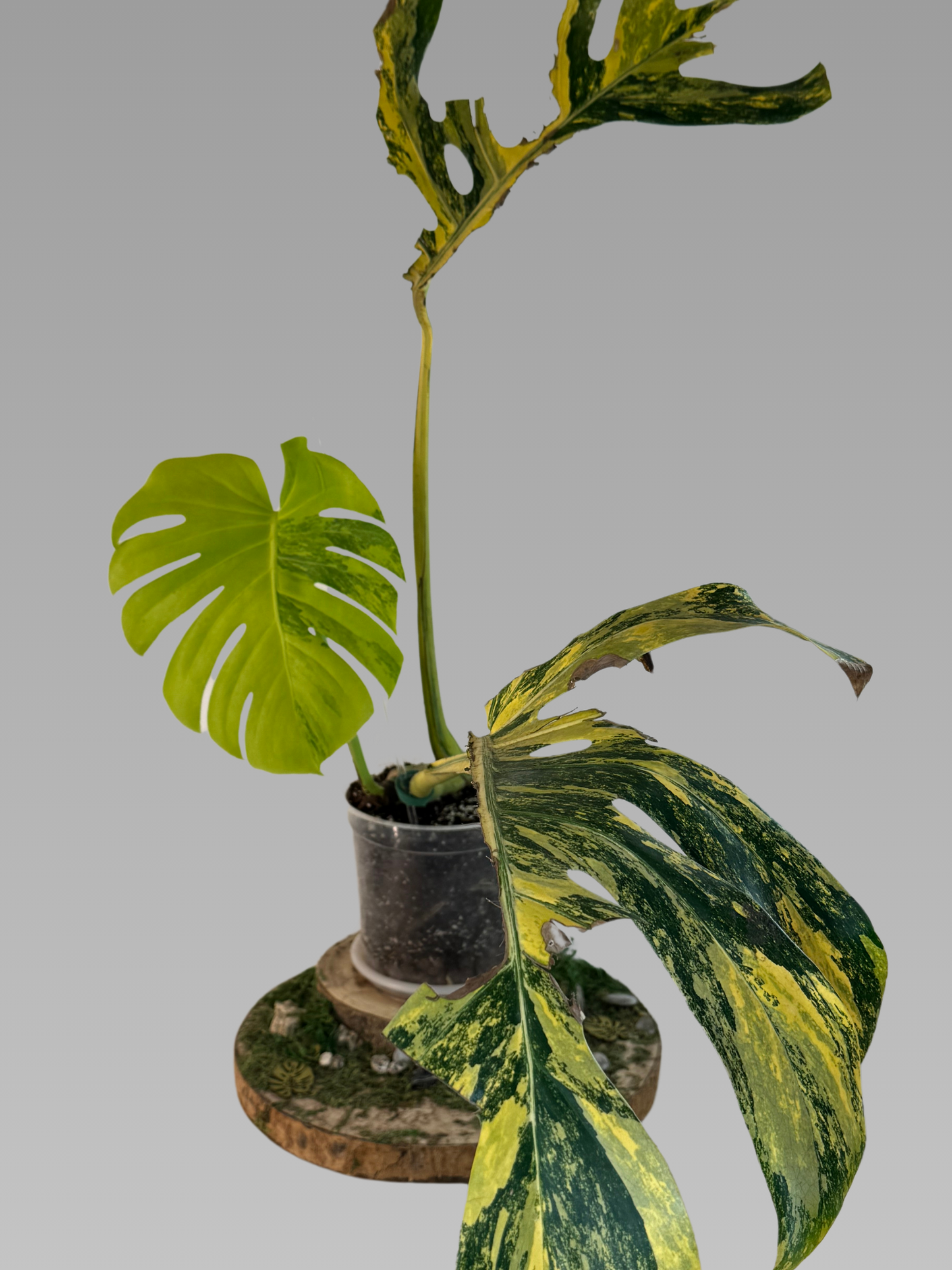 Monstera aurea LARGE FORM