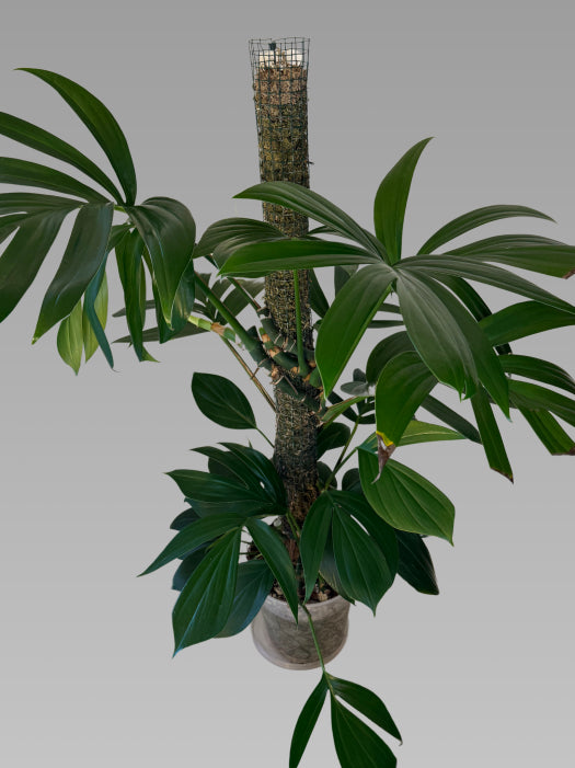 Epipremnum pinnatum 'Dragon tail'