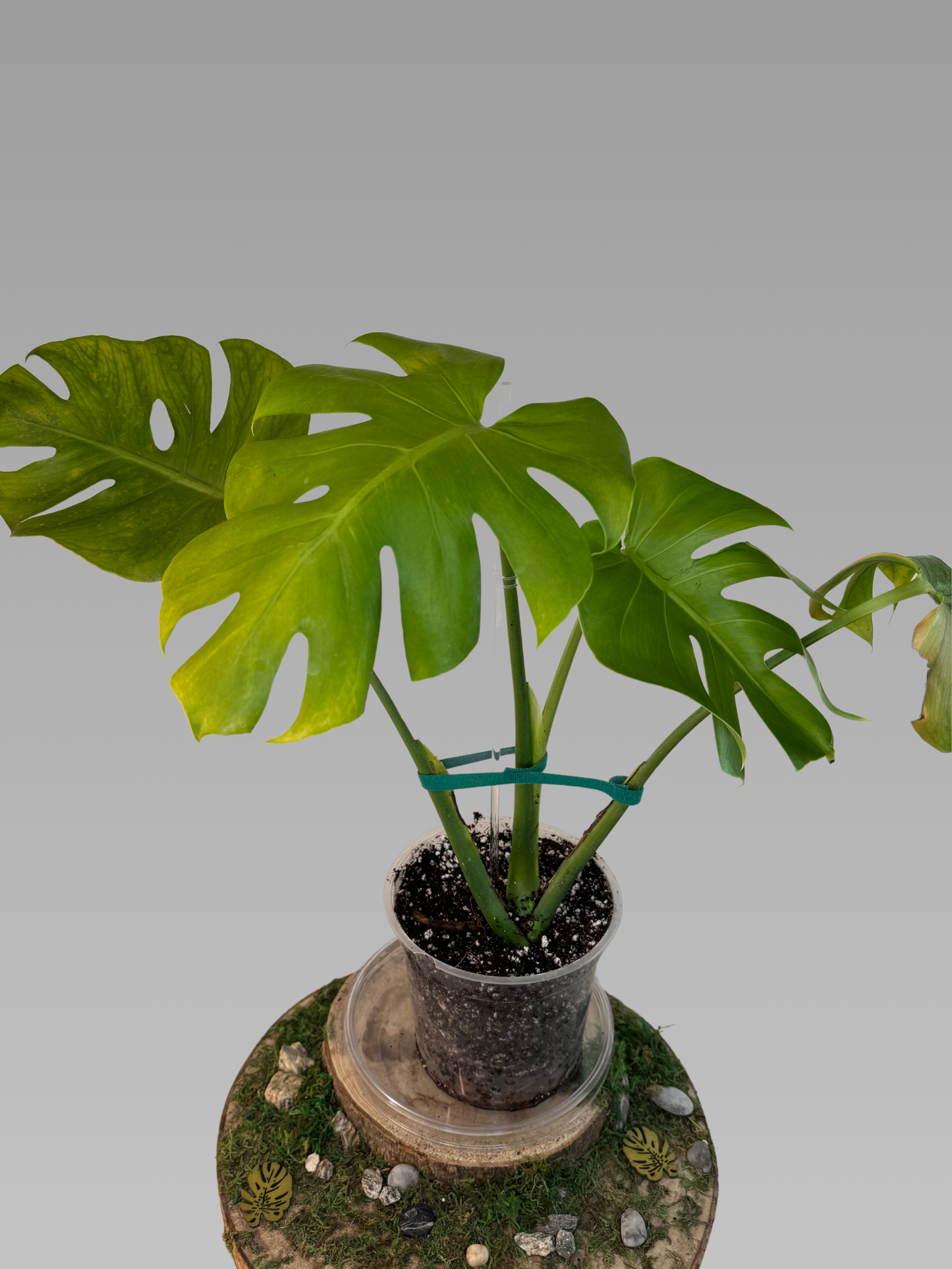 Monstera oceana contorta