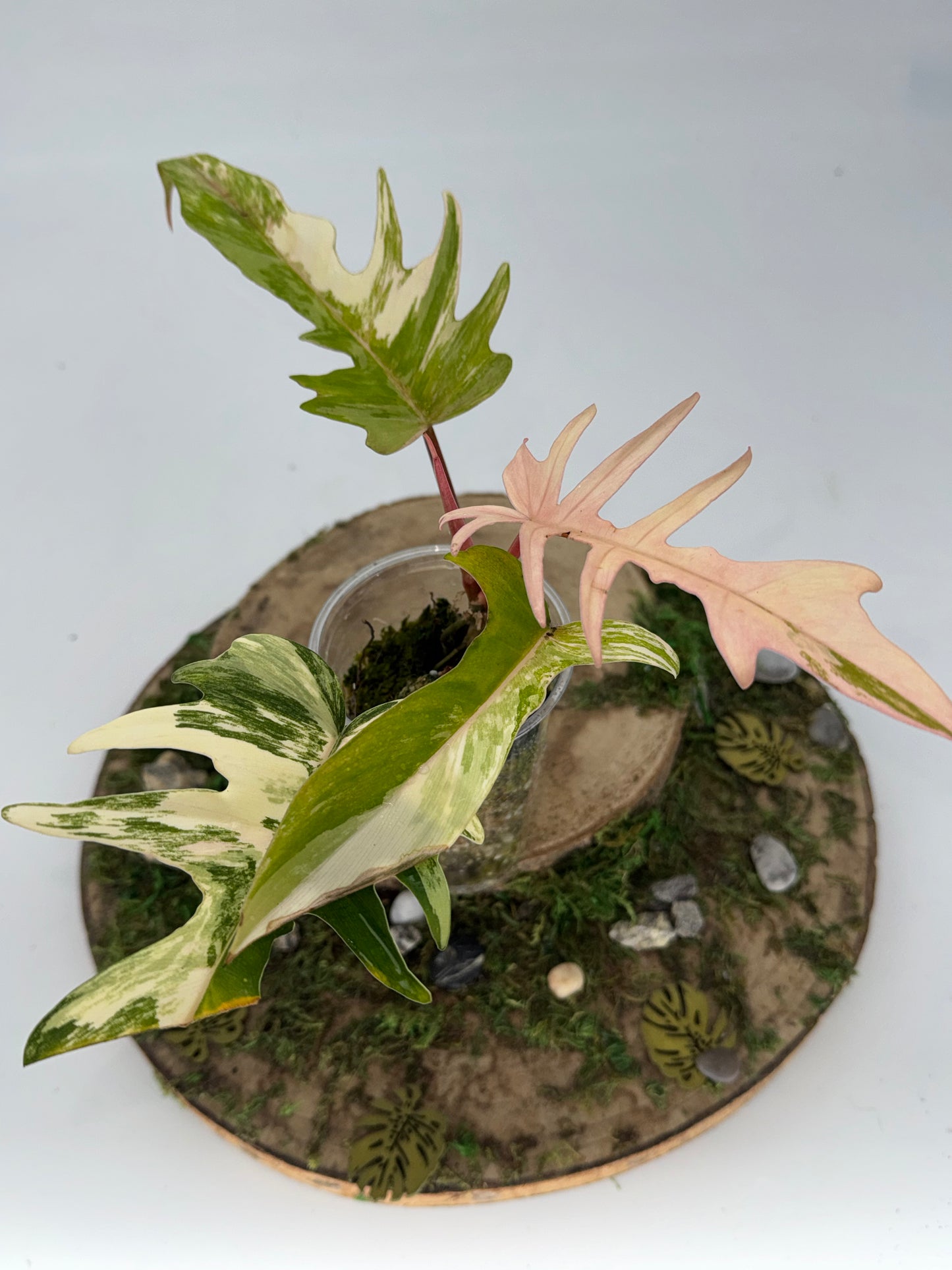 Philodendron florida x tortum