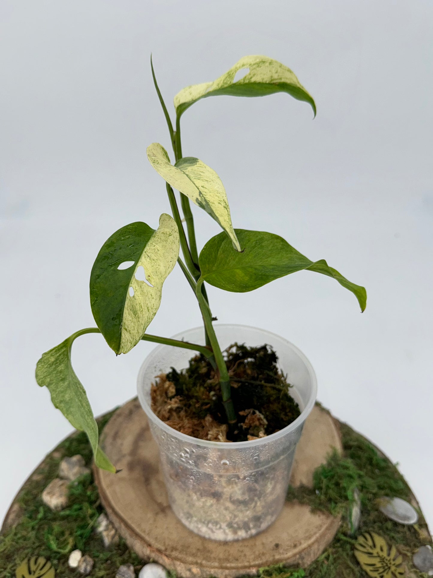 Monstera laniata mint