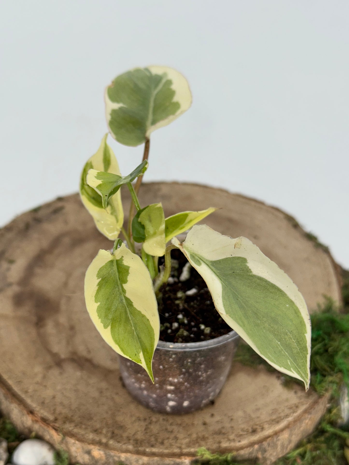 Philodendron Burle marx white lava