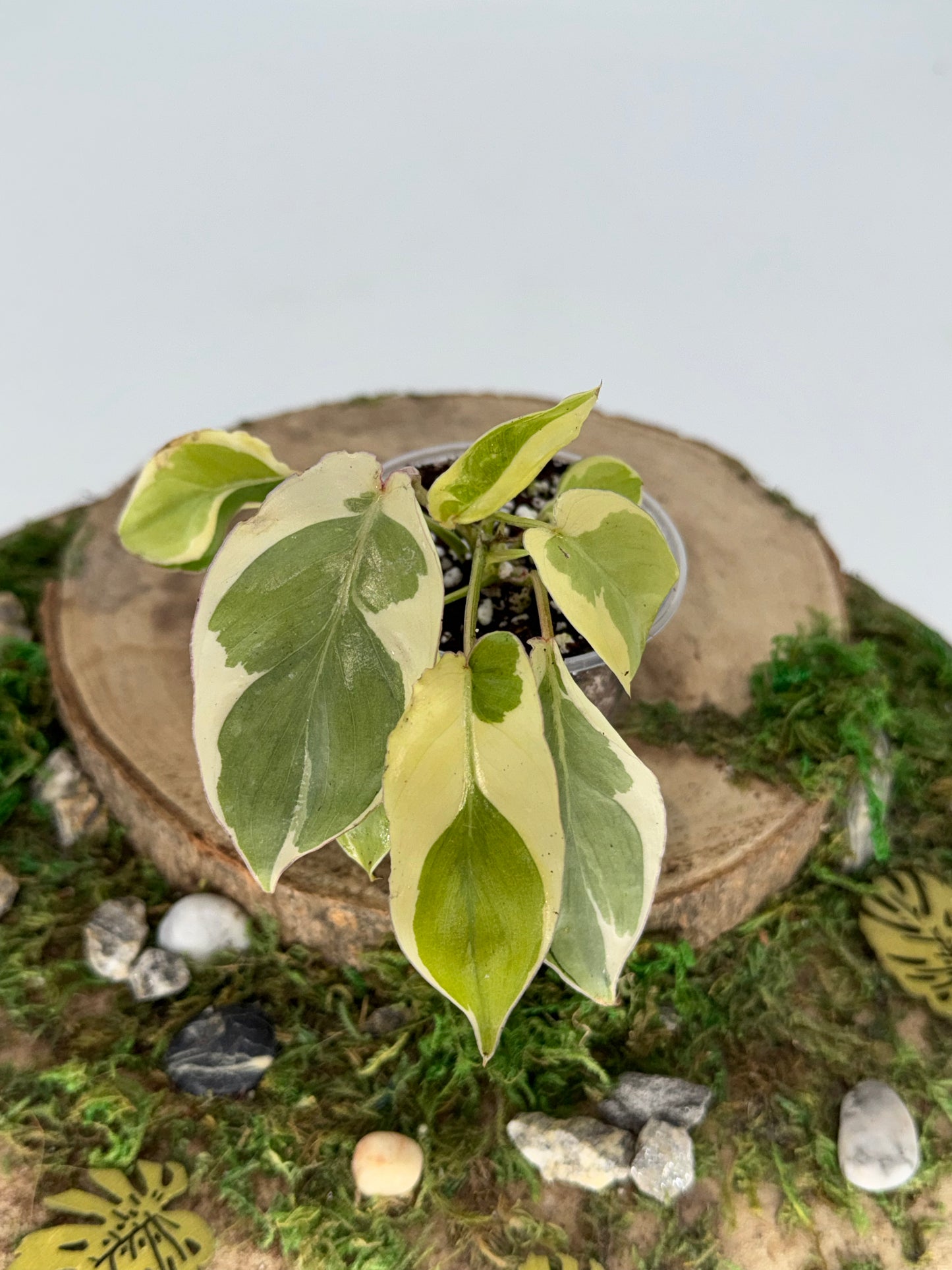 Philodendron Burle marx white lava