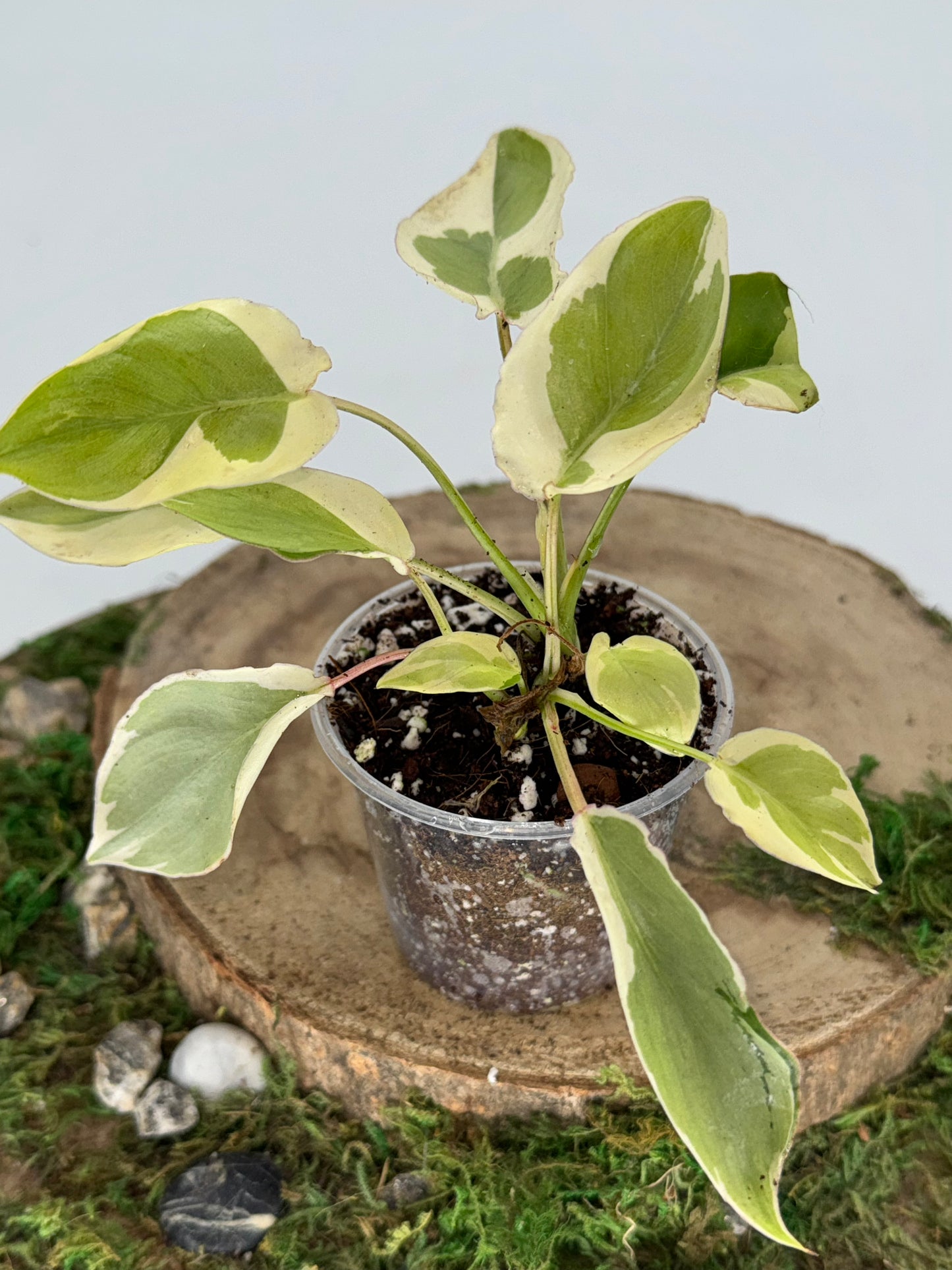 Philodendron Burle marx white lava