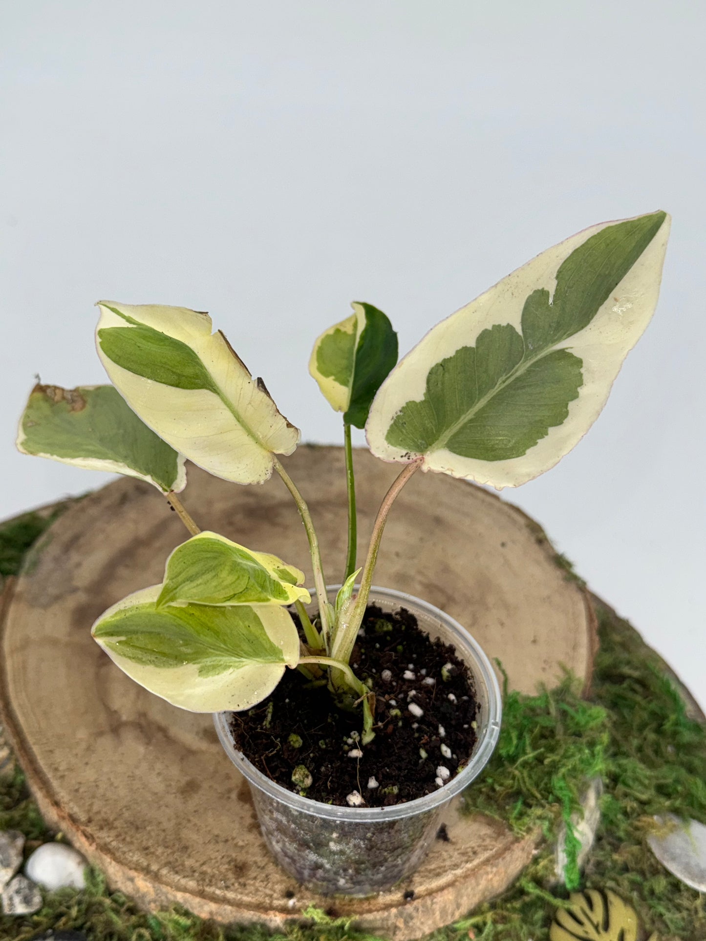 Philodendron Burle marx white lava