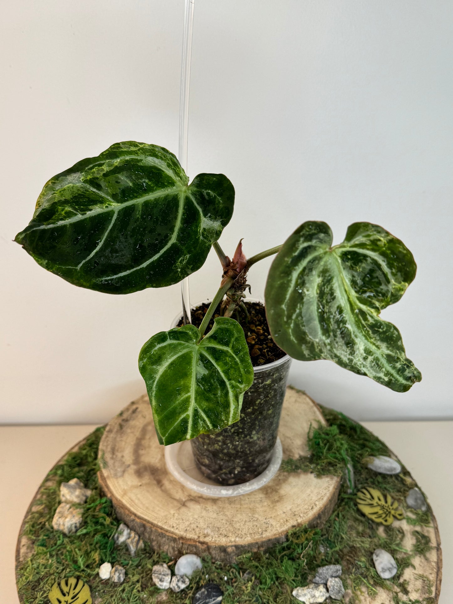 Crystallinum mutation variegata