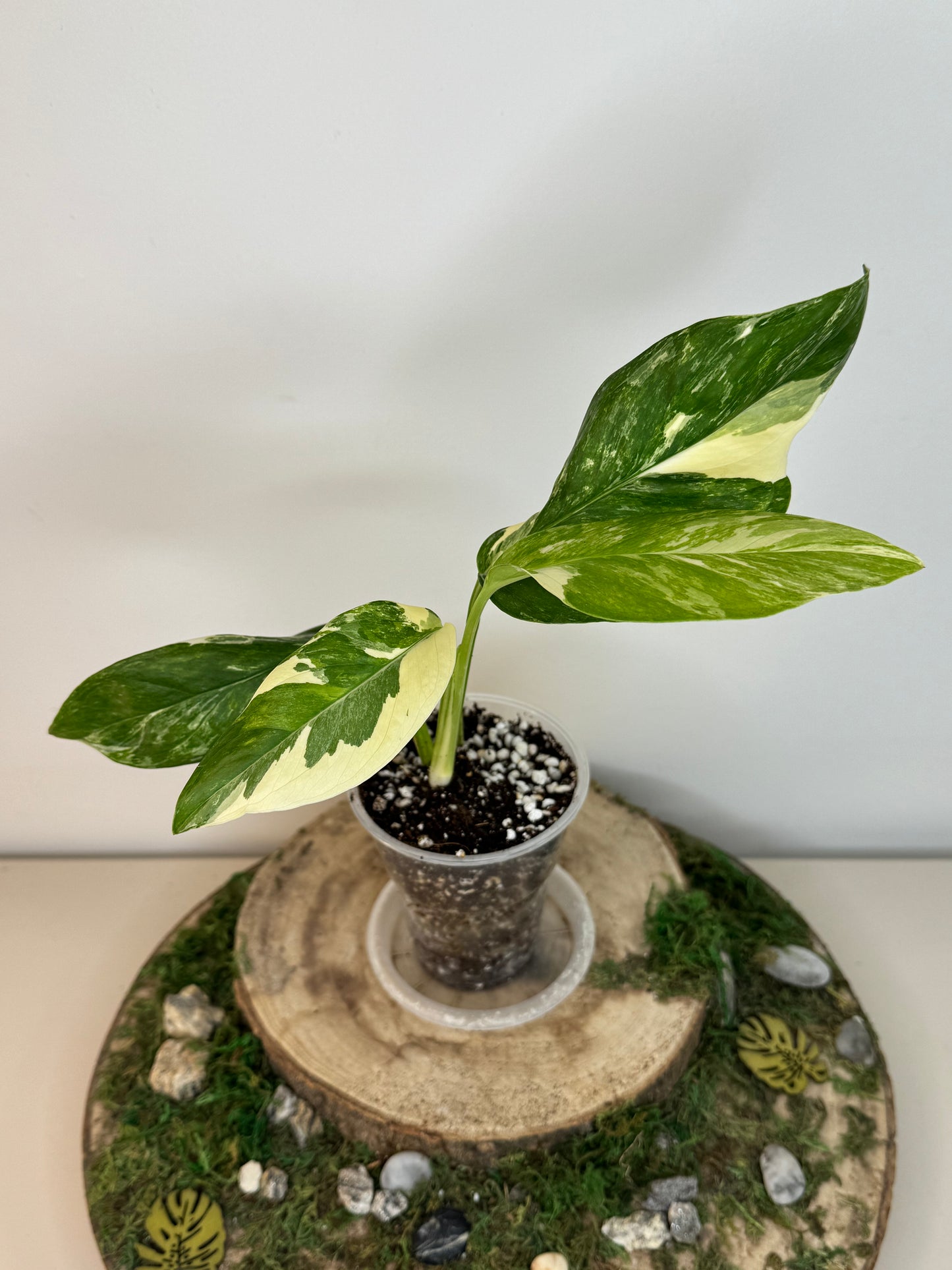 Monstera Lechleriana Variegata