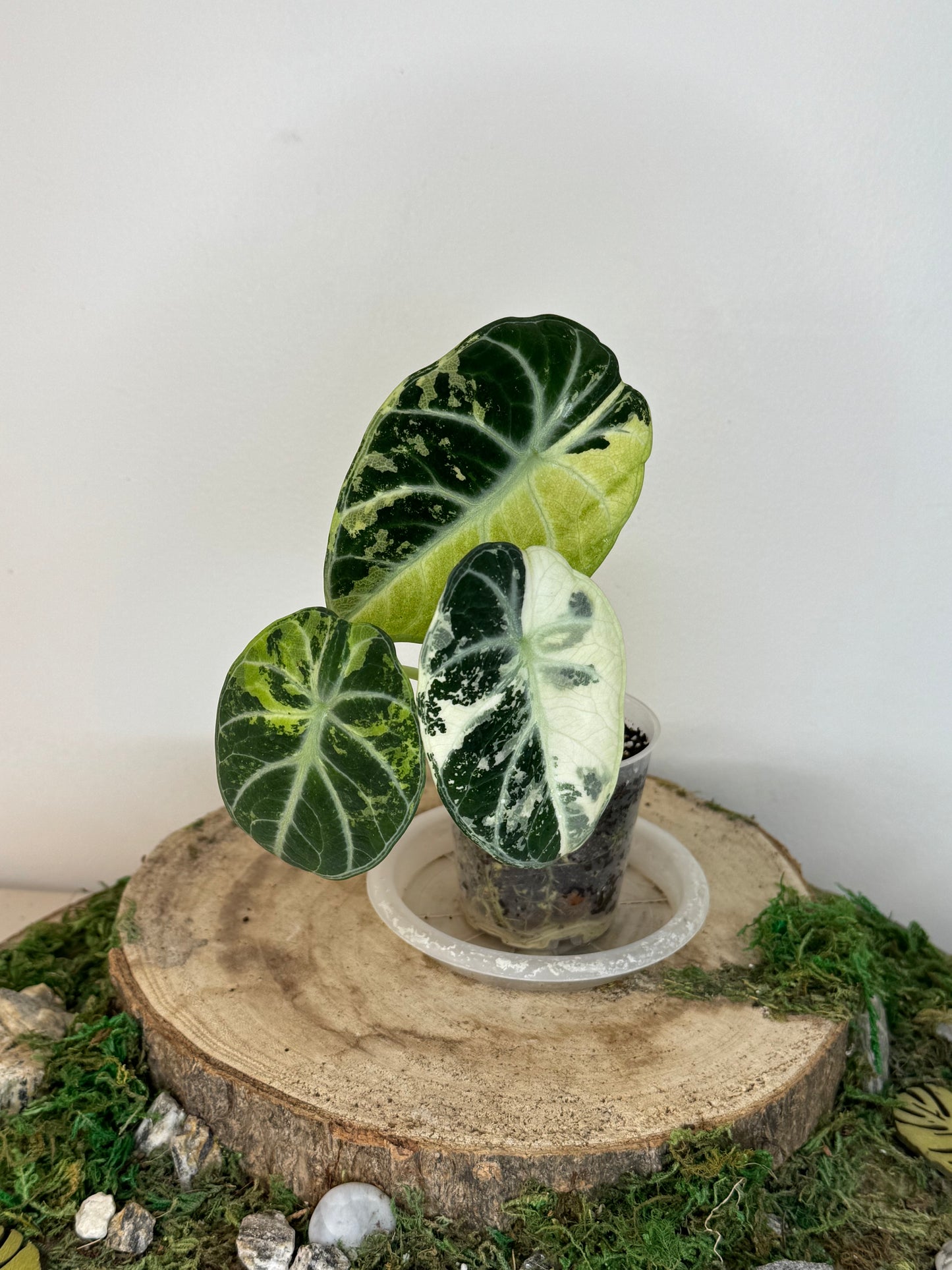 Alocasia Ninja tricolor