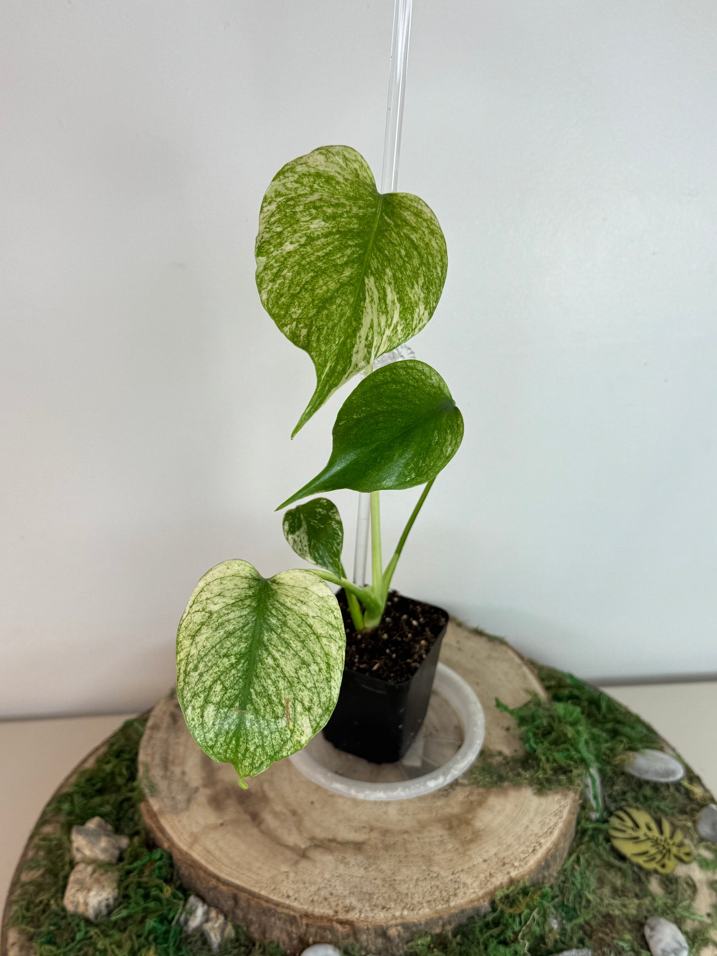Monstera white monster (mint)