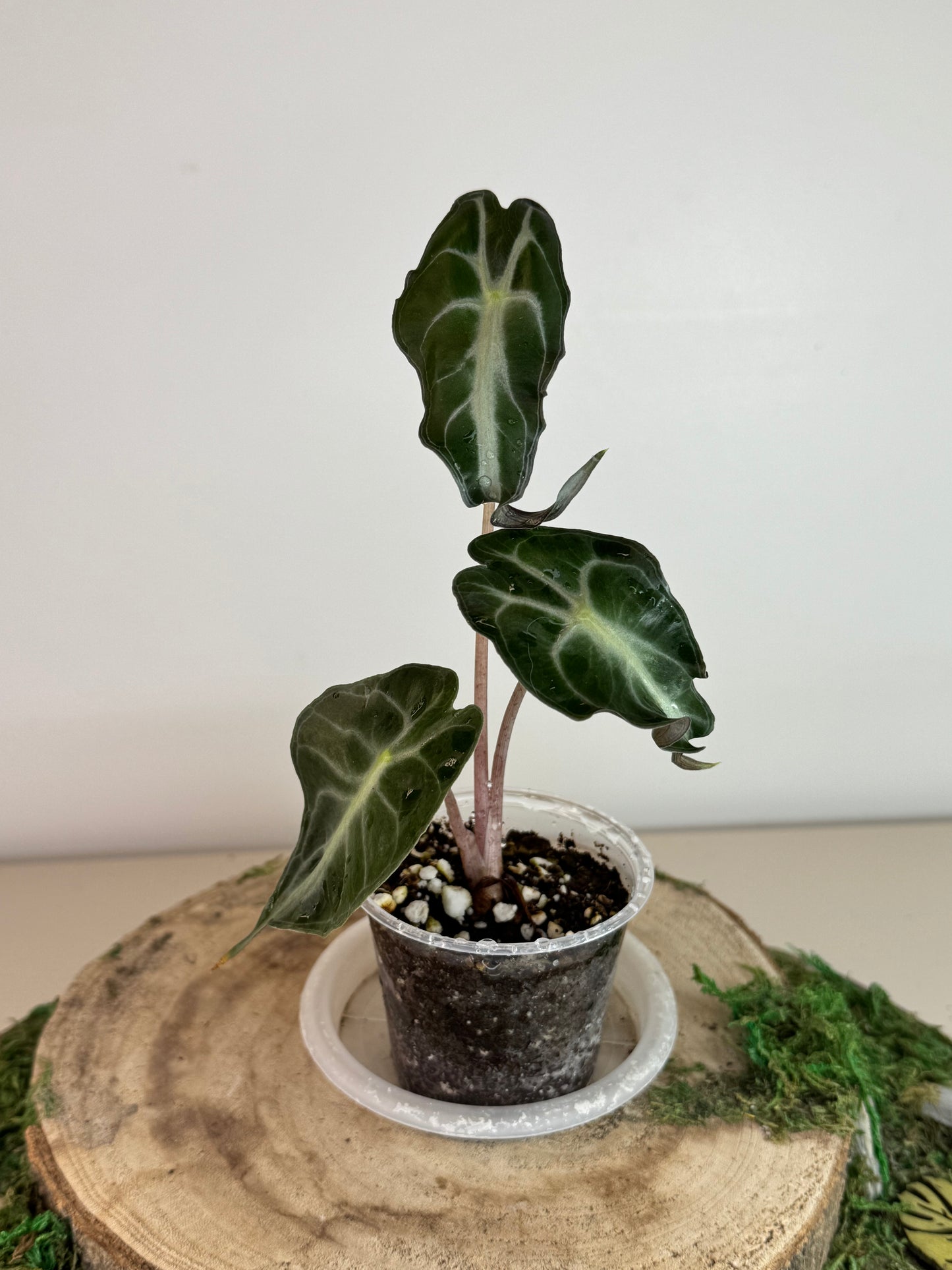 Alocasia venom
