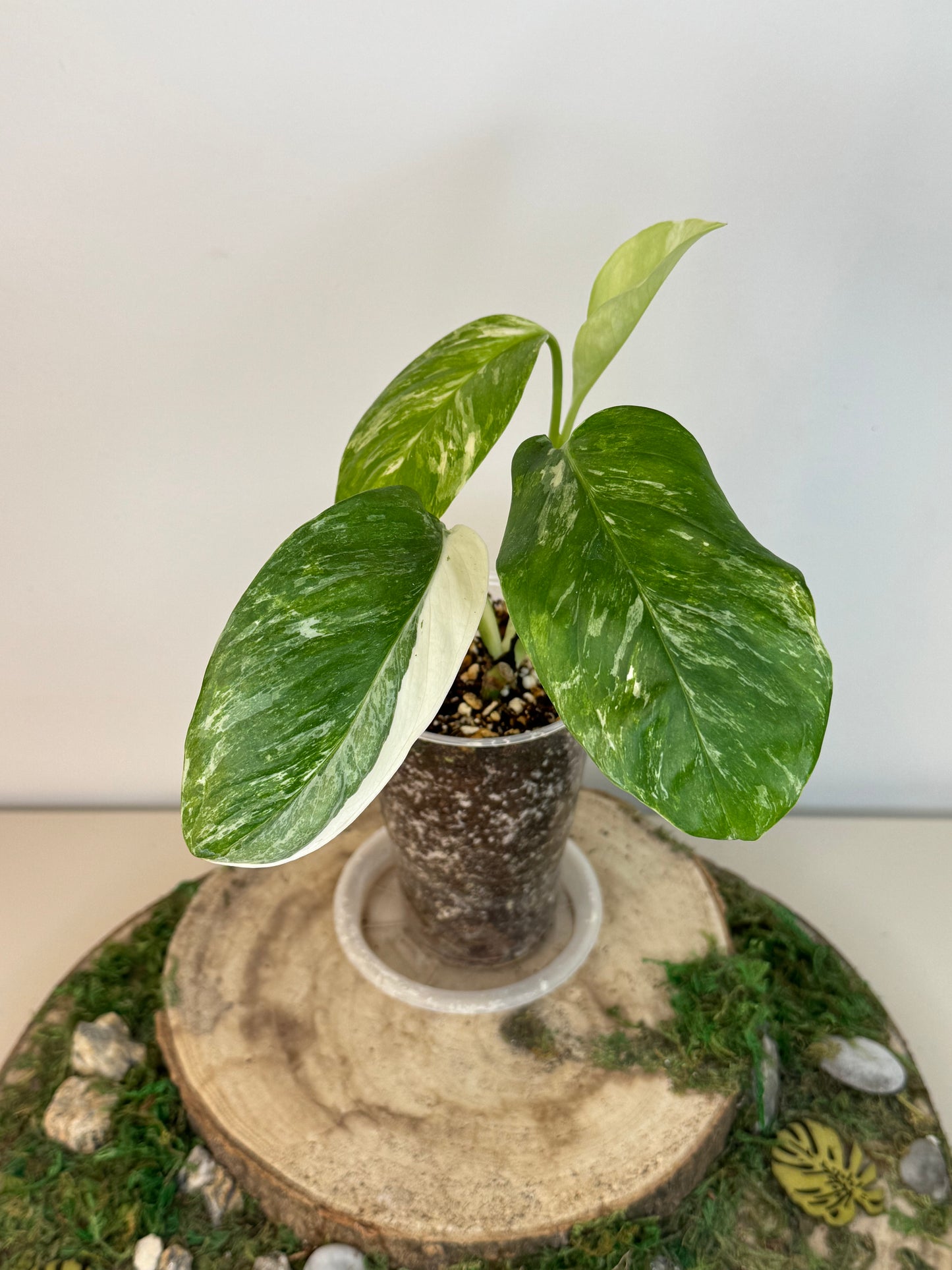 Monstera Lechleriana Variegata