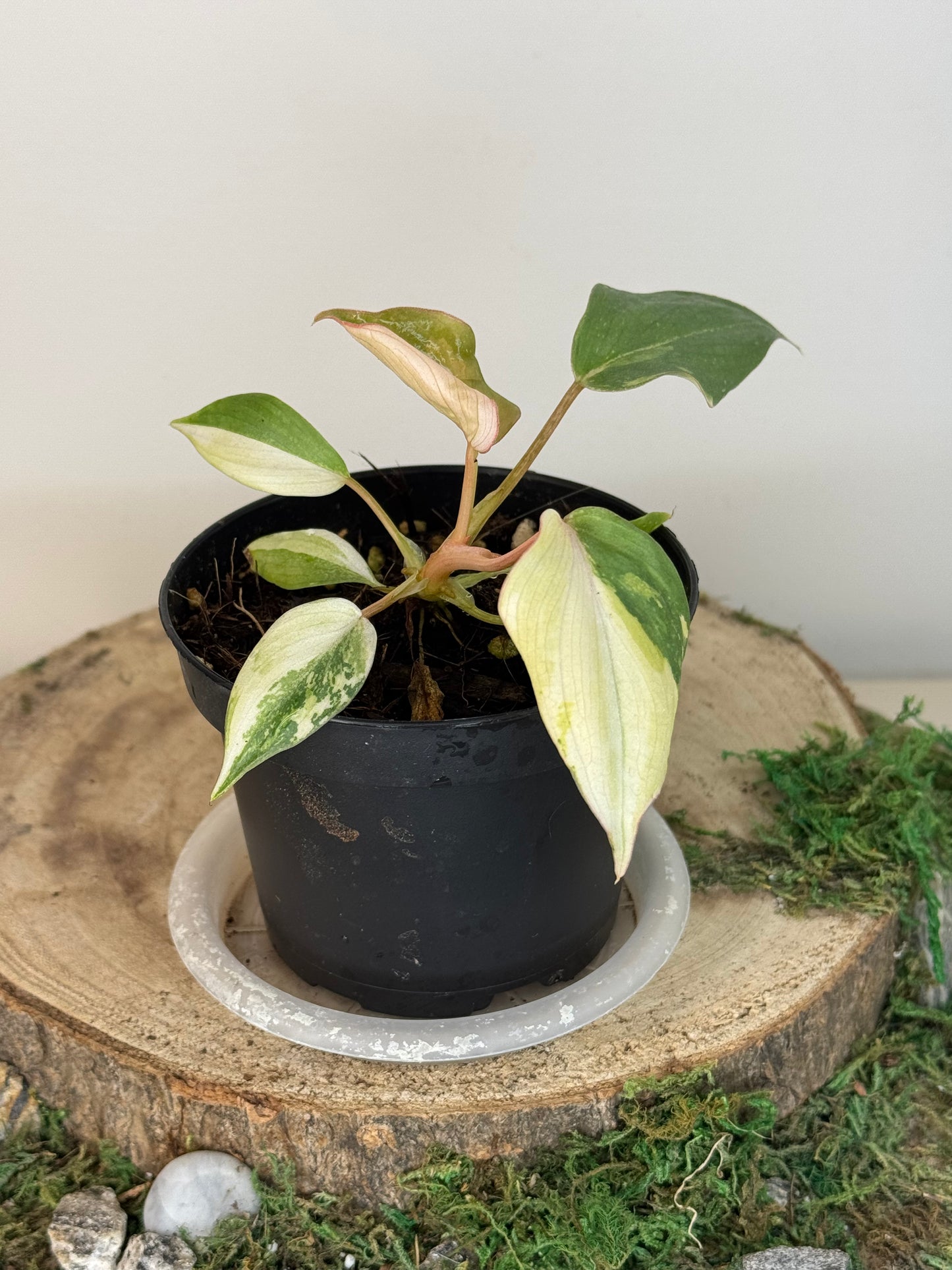 Gloriosum tricolor
