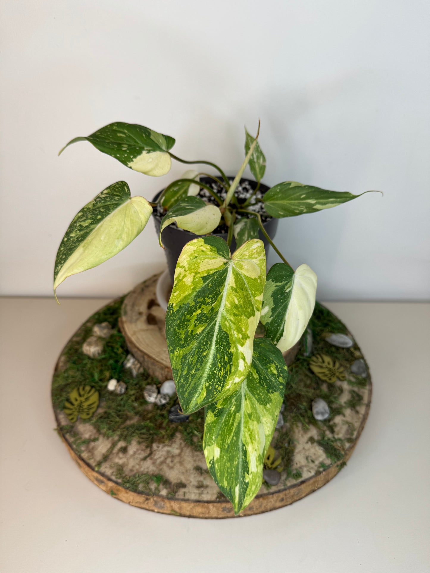 Gloriosum tricolor