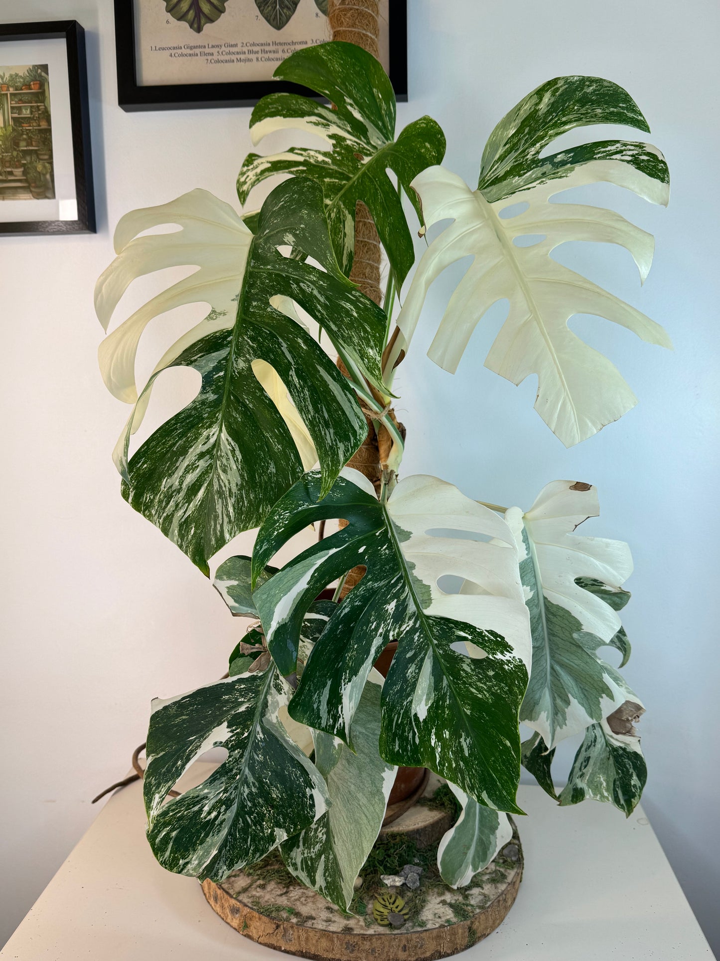 Monstera albo variegata Grande plante
