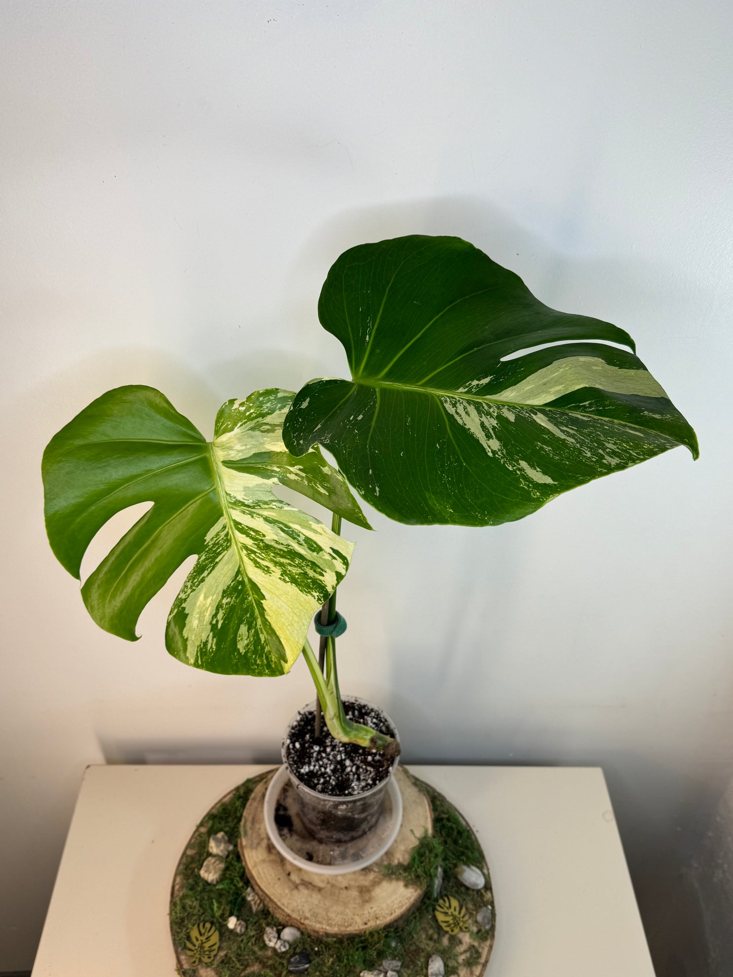 Monstera albo mint LARGE FORM