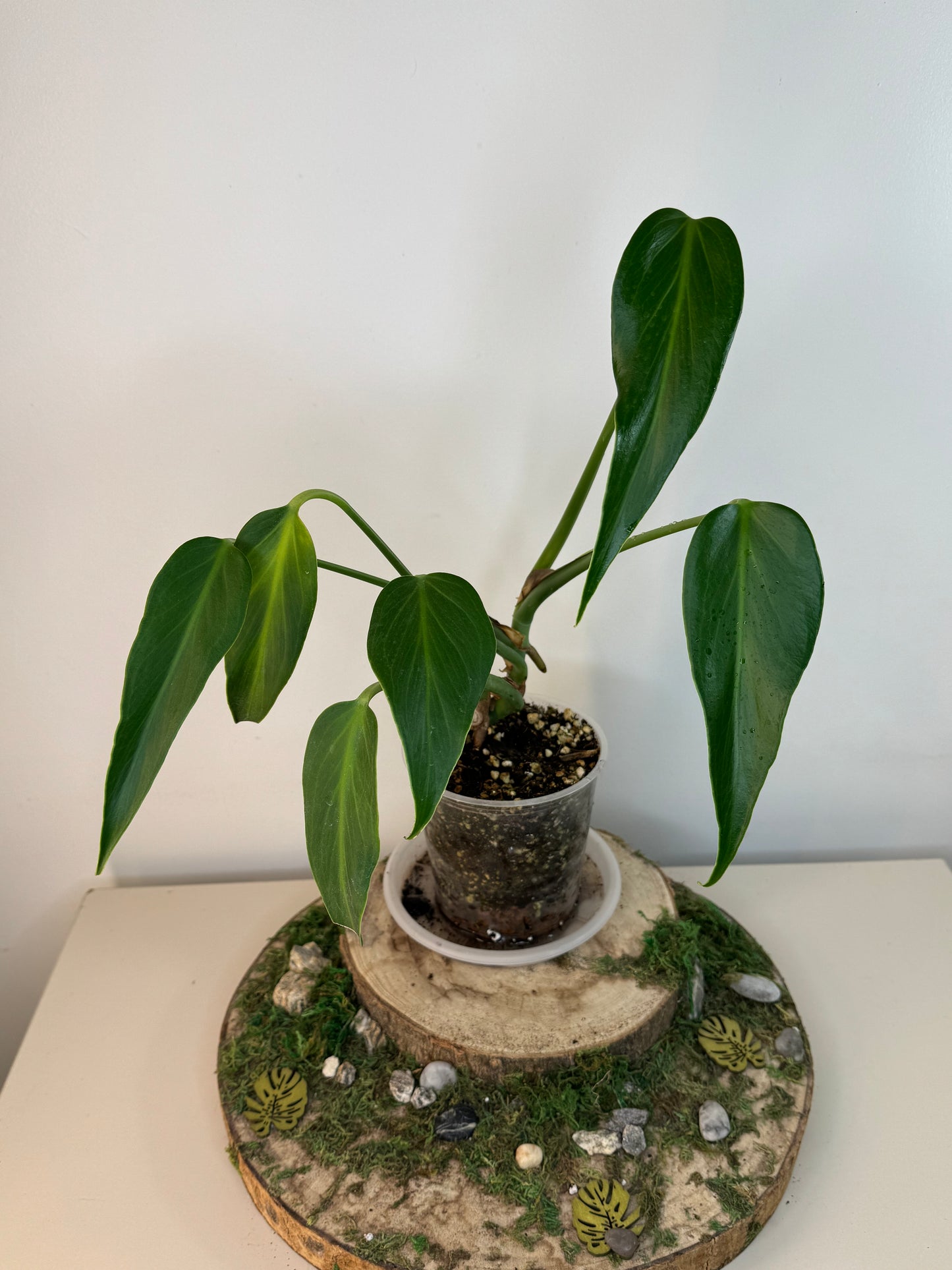 Monstera Burle marx flame