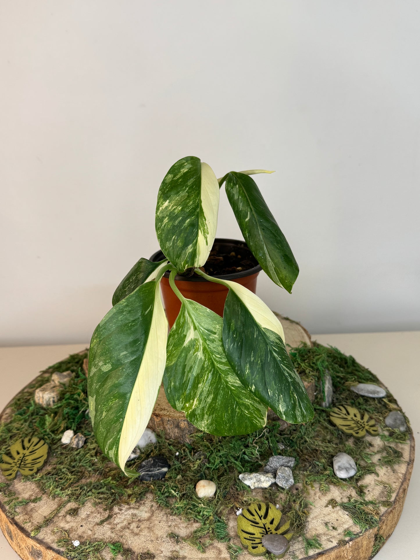 Monstera Lechleriana Variegata