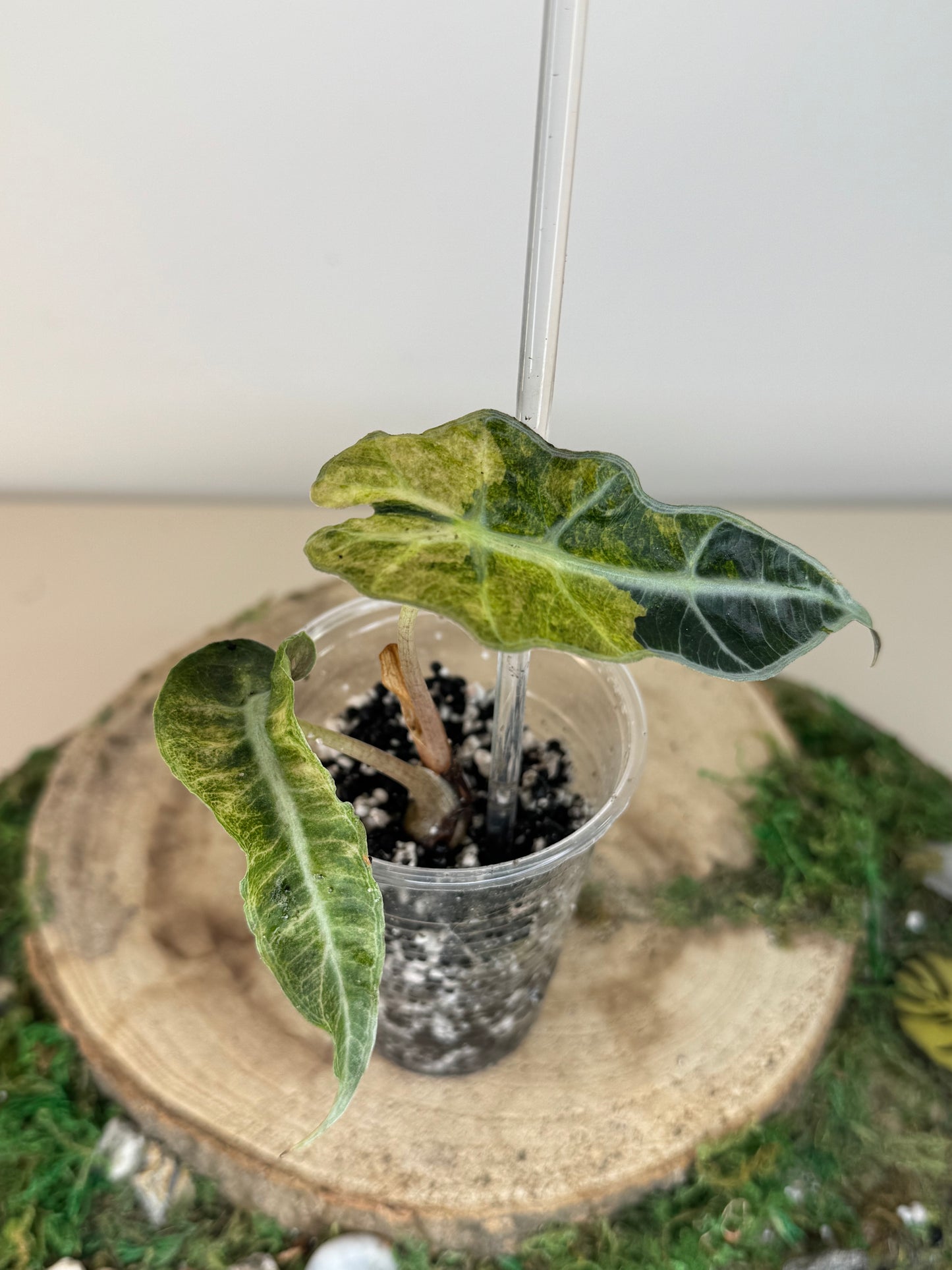 Alocasia amazonica tricolor