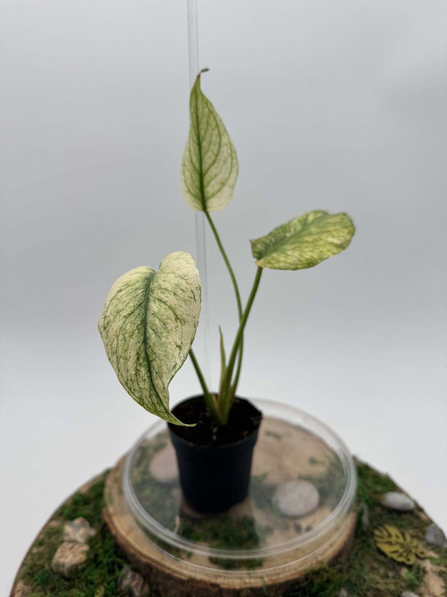 Monstera white monster (mint)