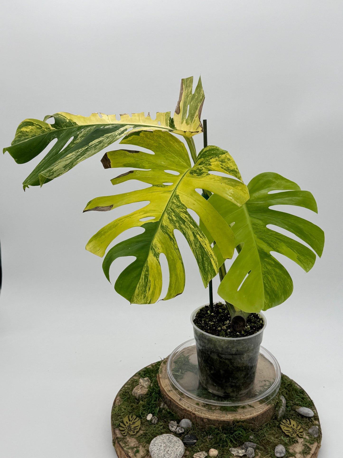 Monstera aurea Small form