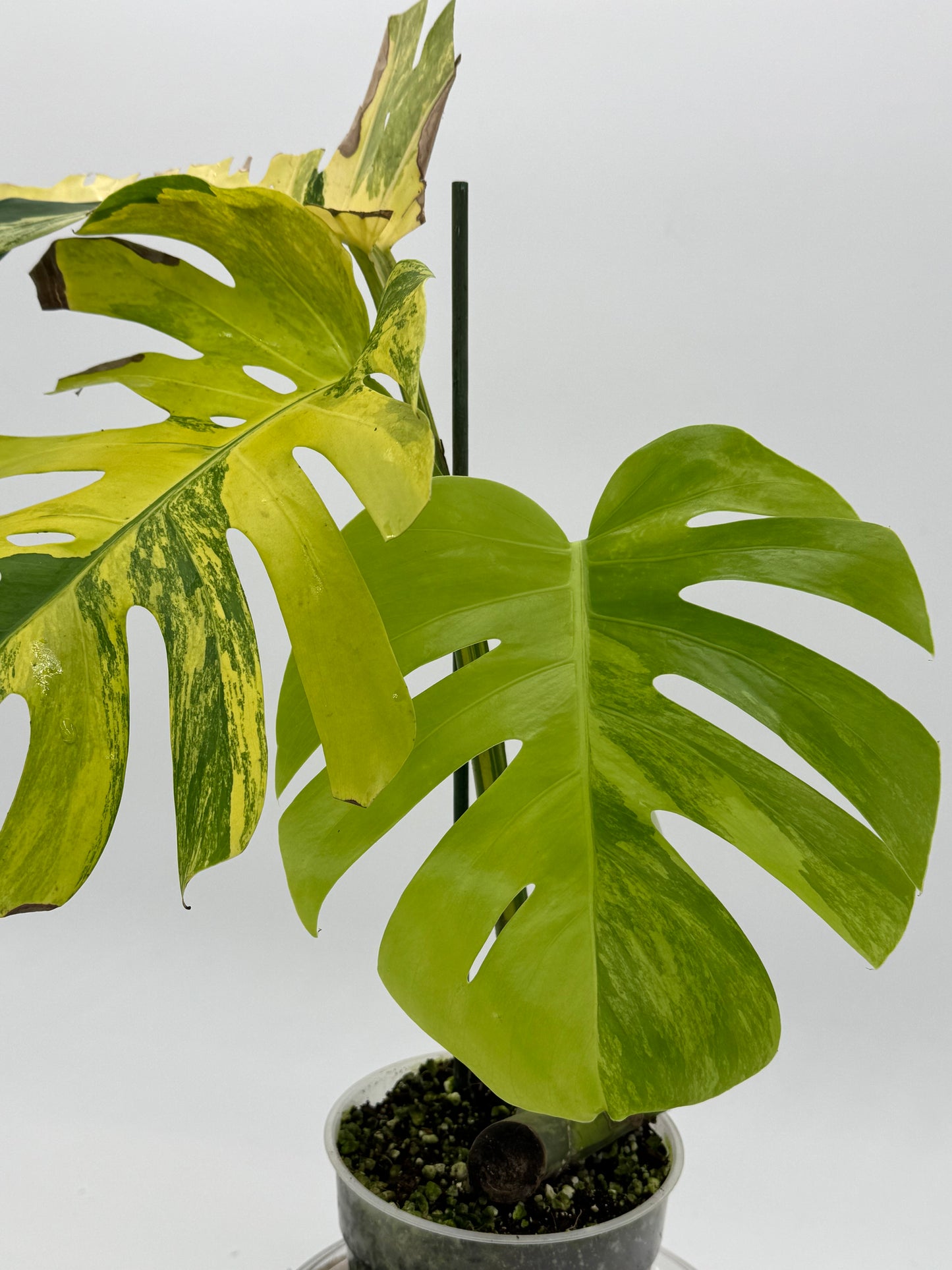 Monstera aurea Small form