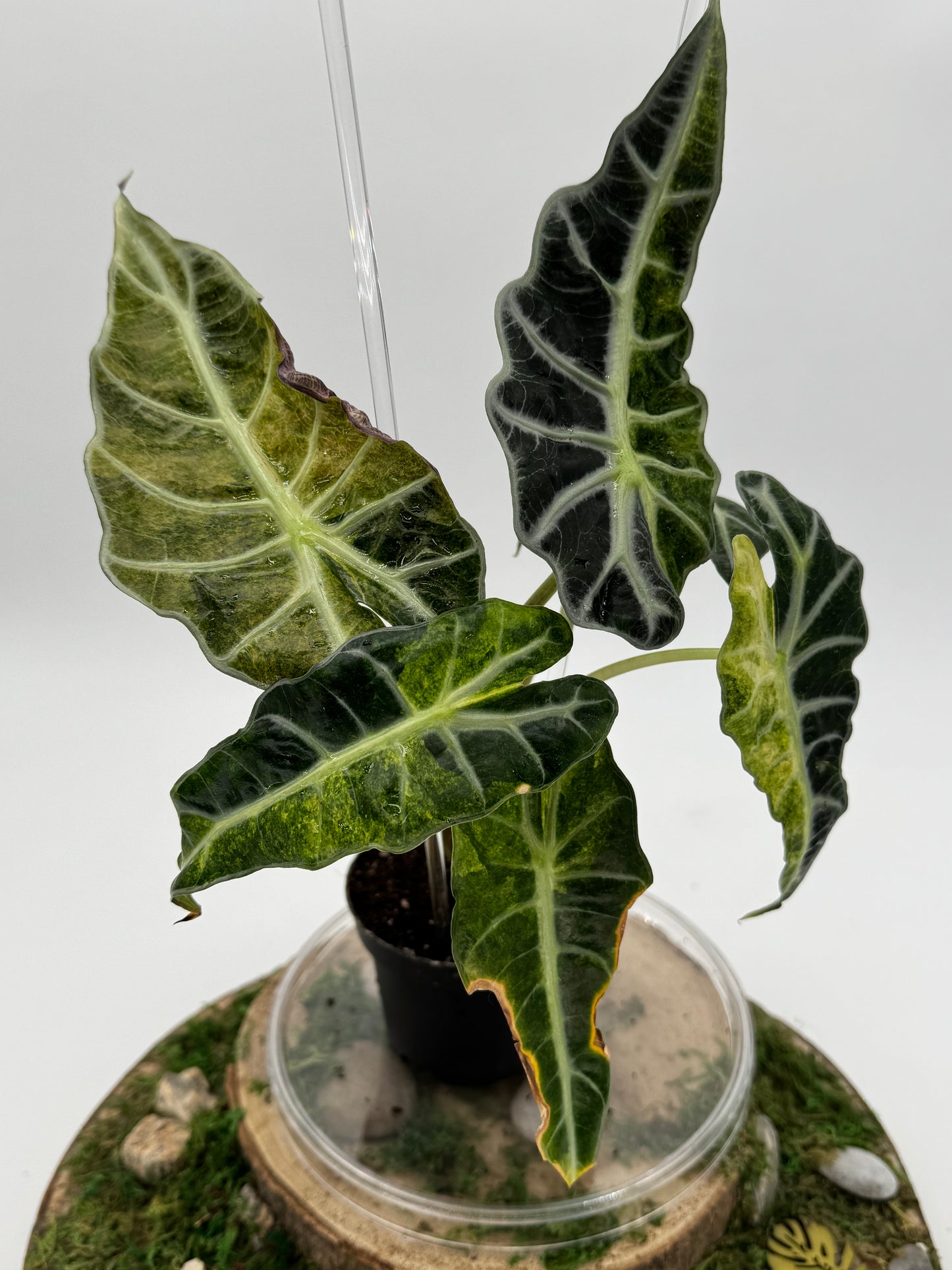 Alocasia polly aurea