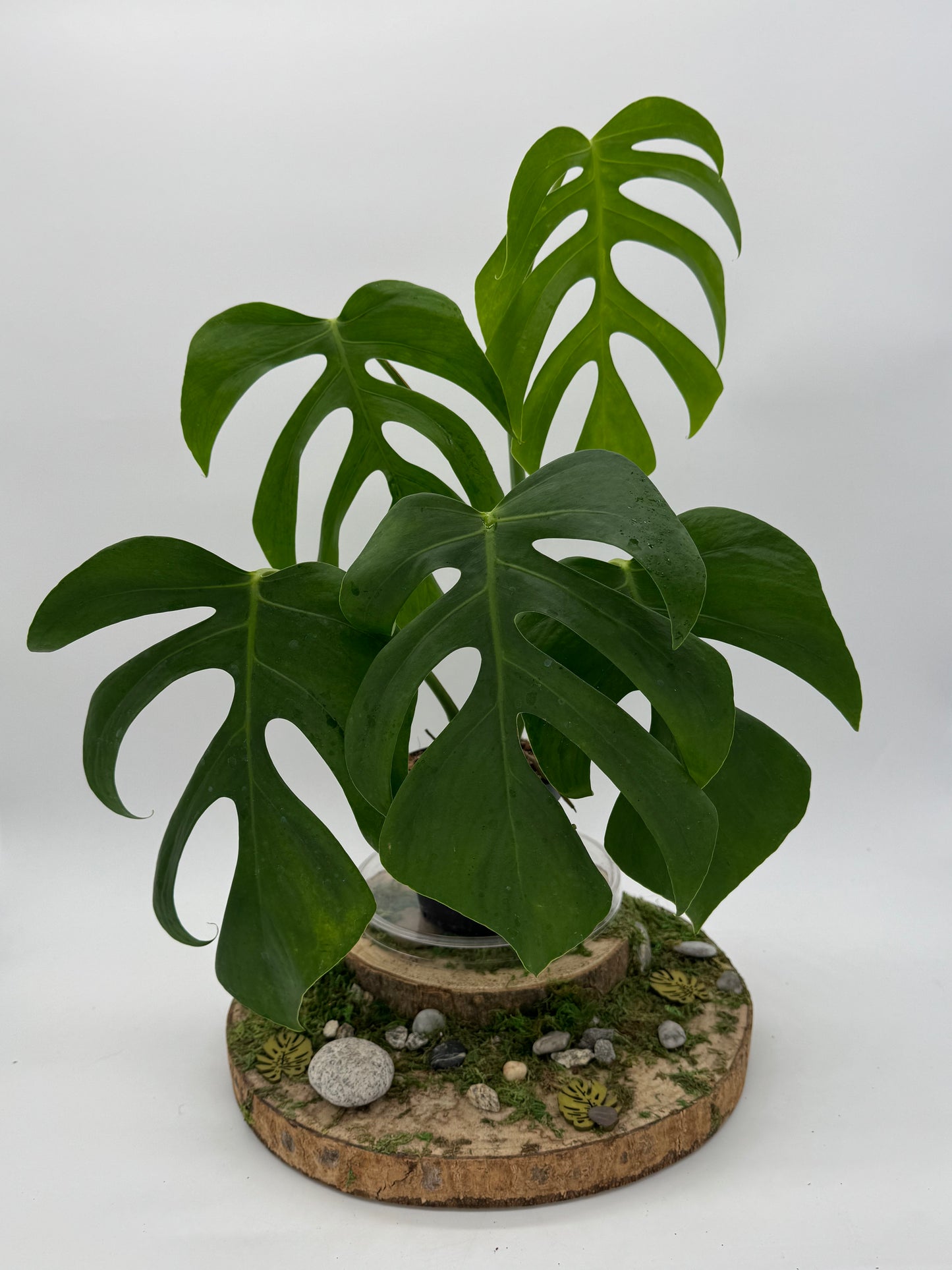 Monstera sierrana Hawaii