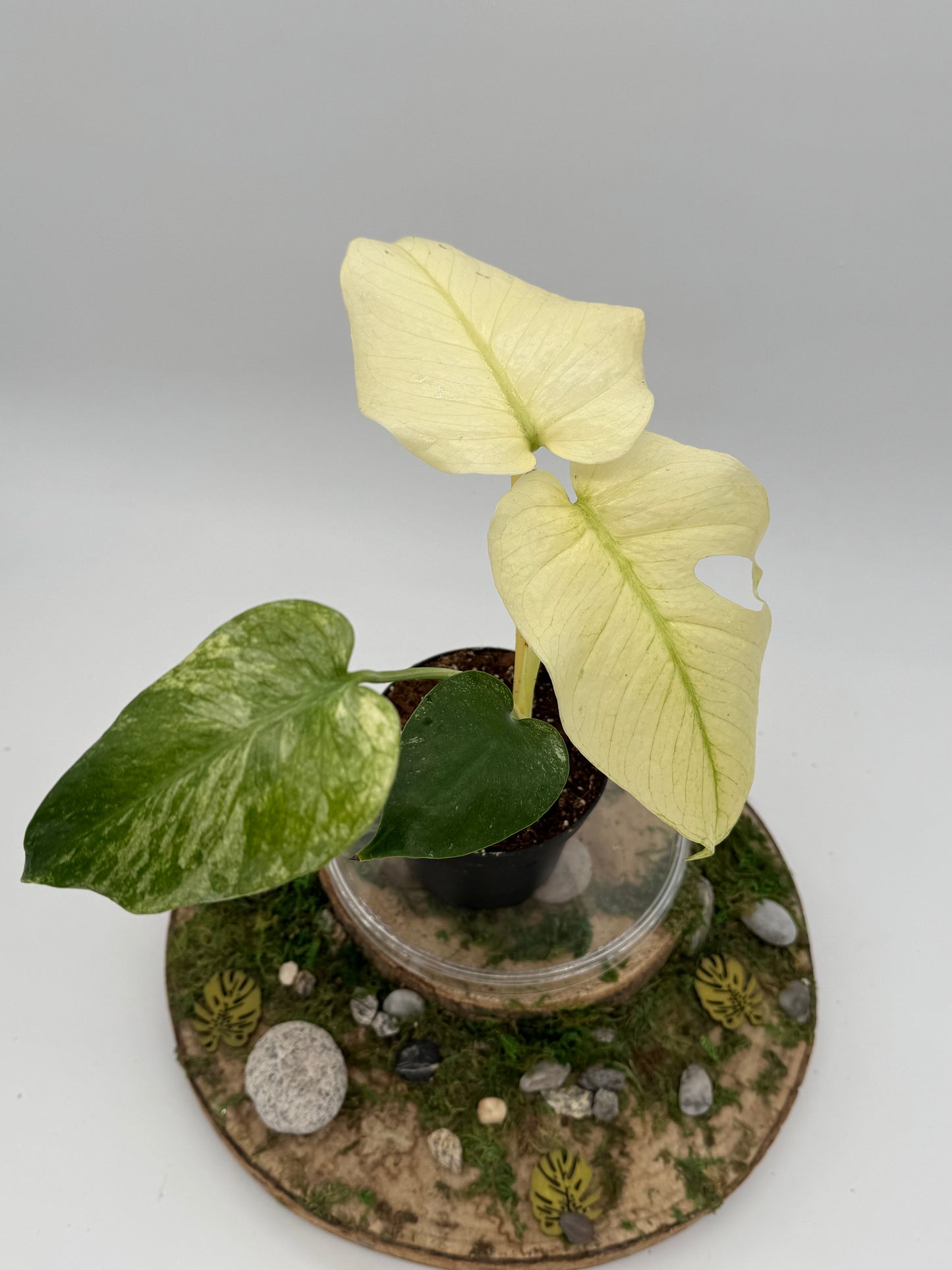 Monstera white monster (mint)