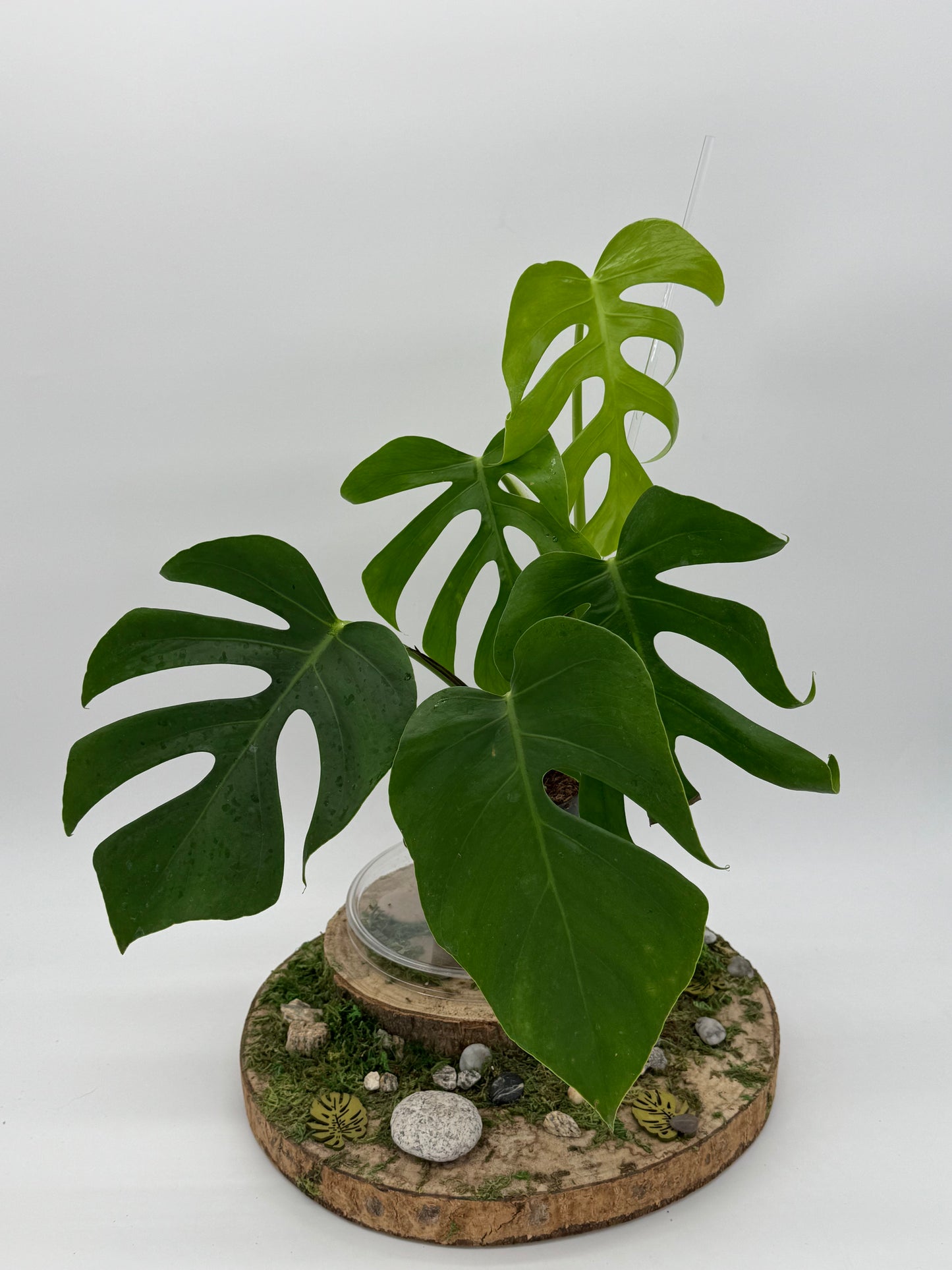 Monstera sierrana Hawaii