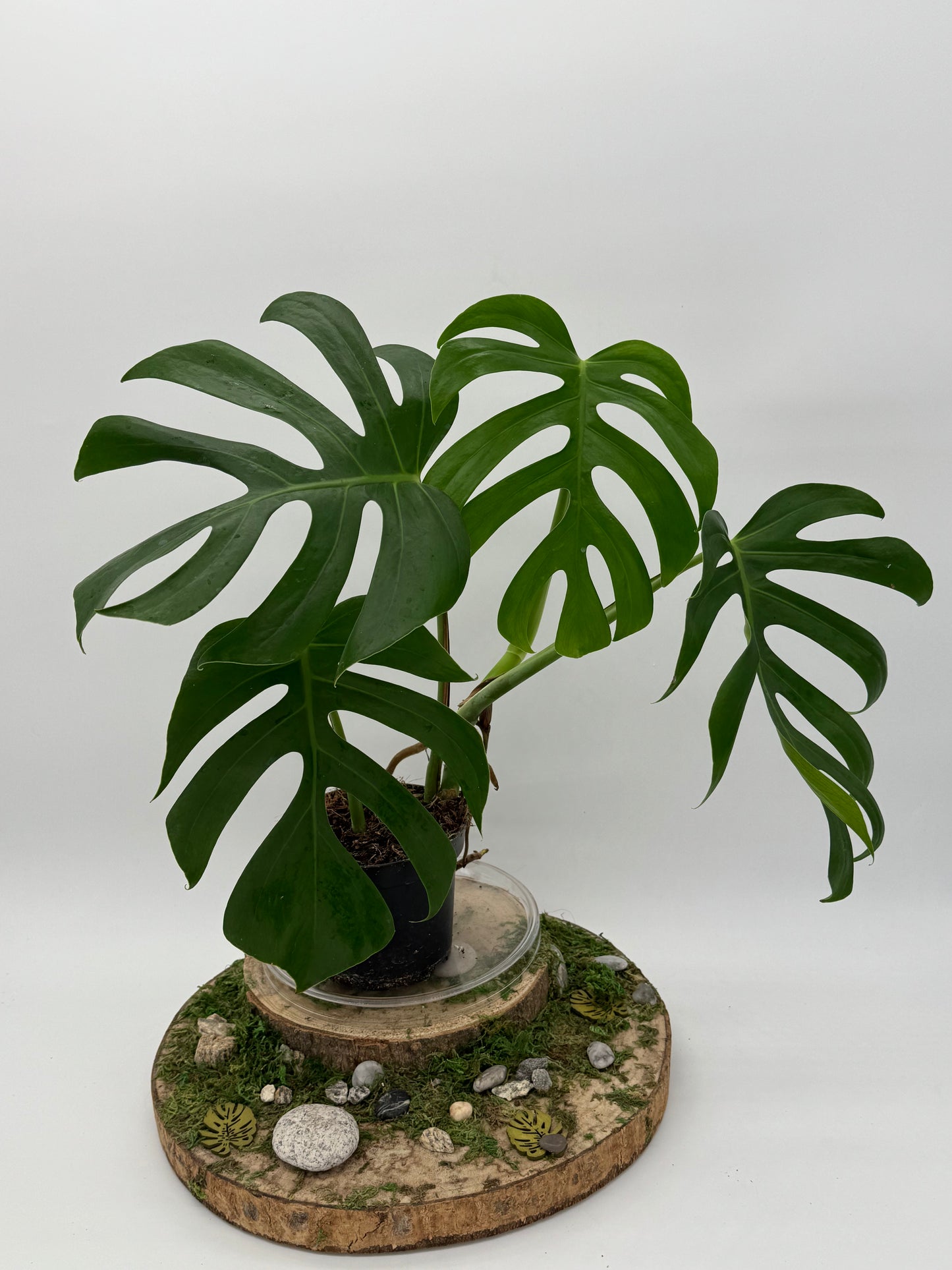 Monstera sierrana Hawaii
