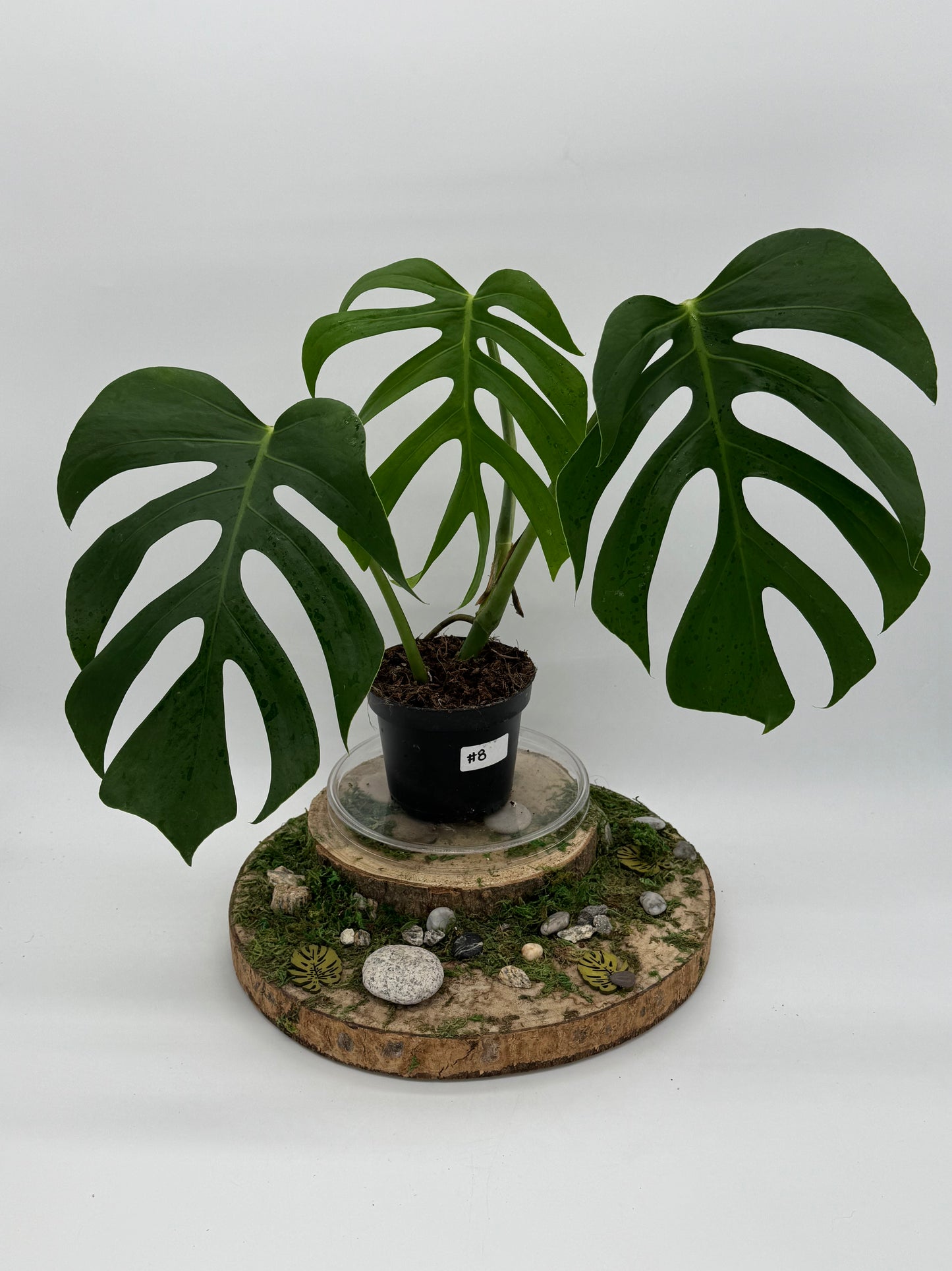 Monstera sierrana Hawaii