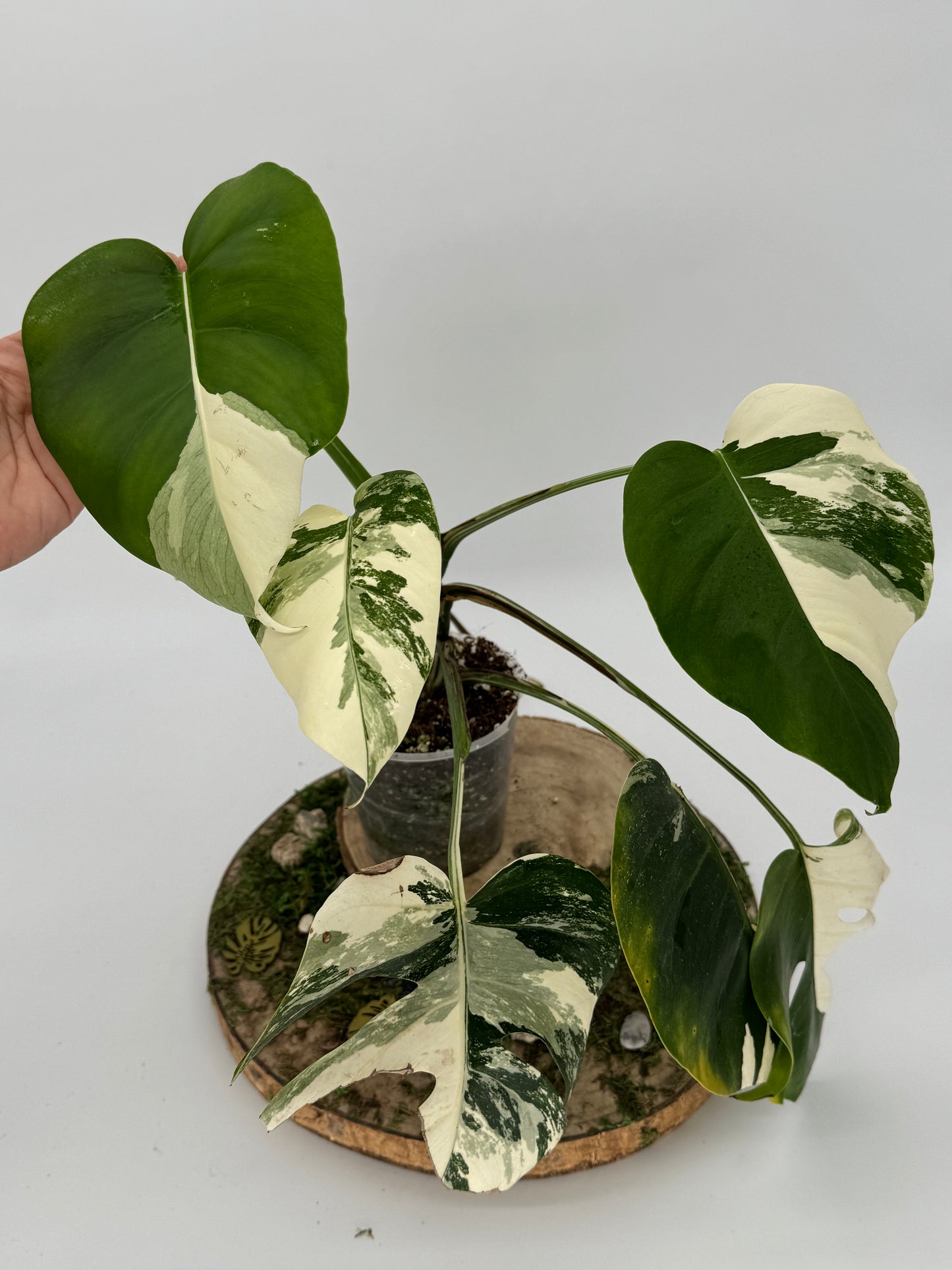 Monstera albo variegata SMALL FORM