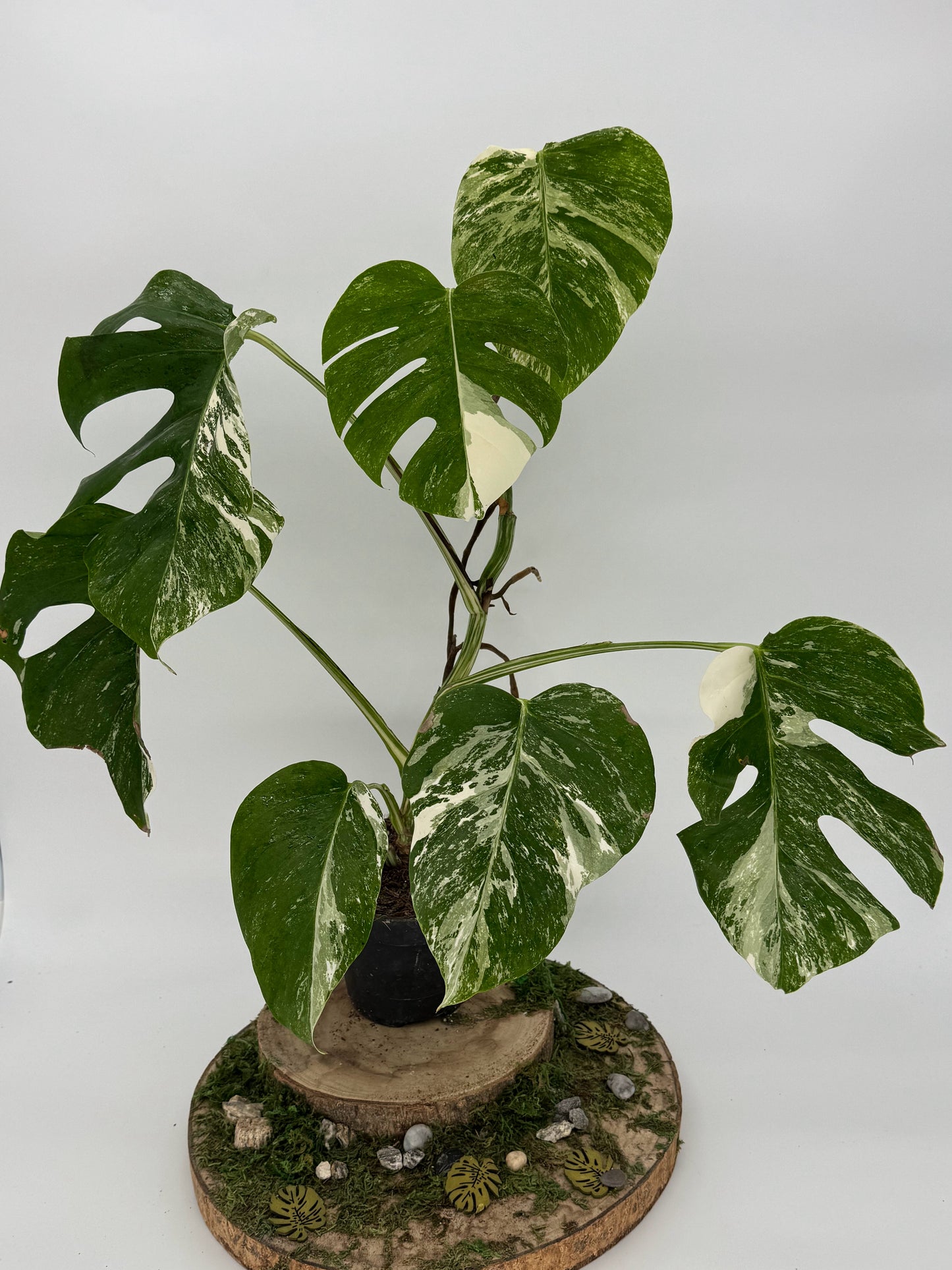 Monstera albo variegata SMALL FORM