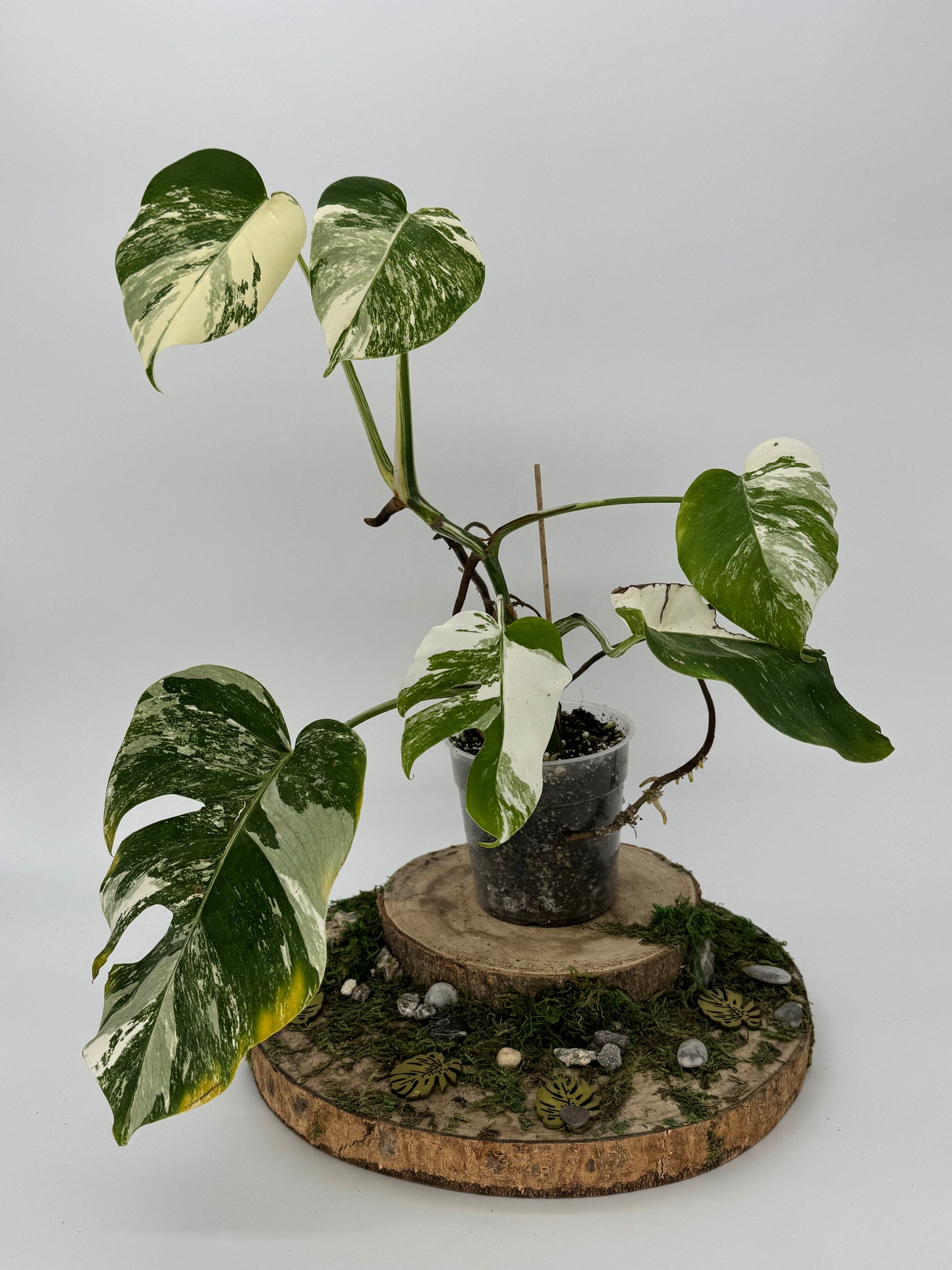 Monstera albo variegata SMALL FORM