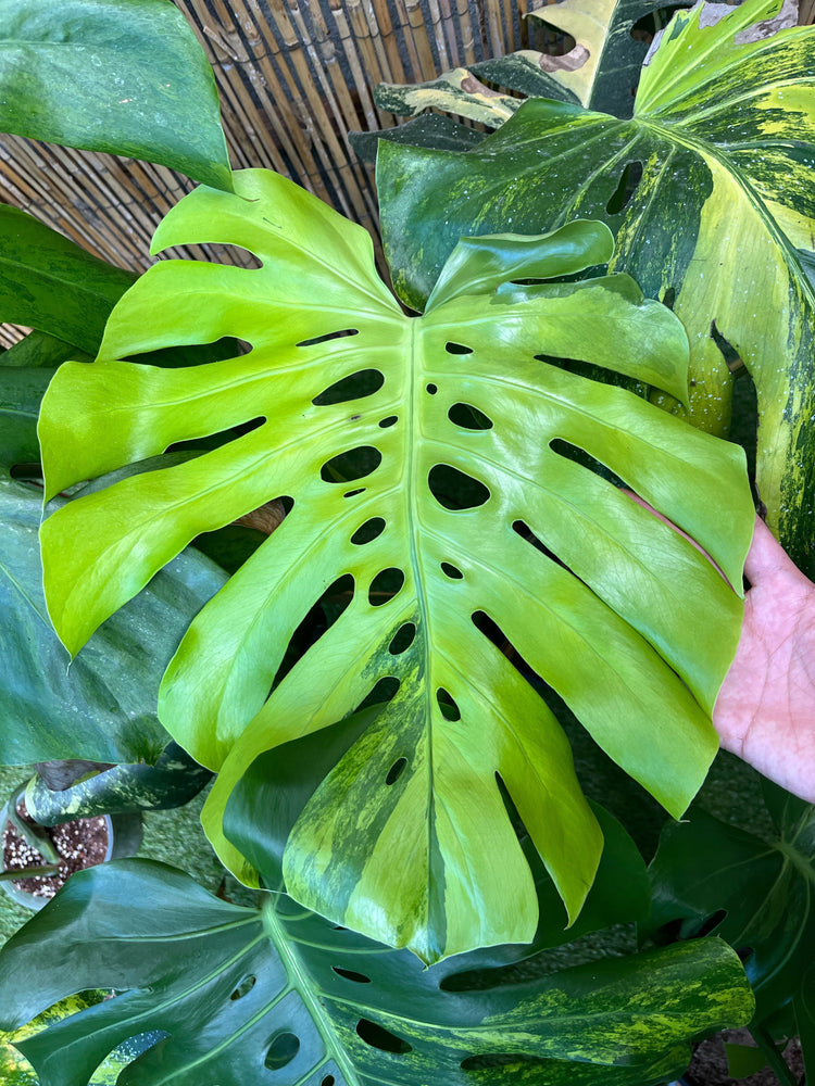 Monstera