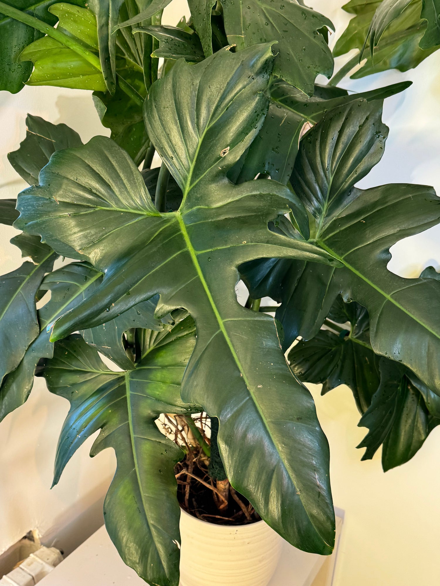 Philodendron