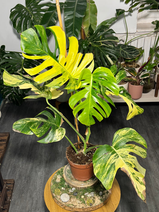 Monstera aurea small form plante entière