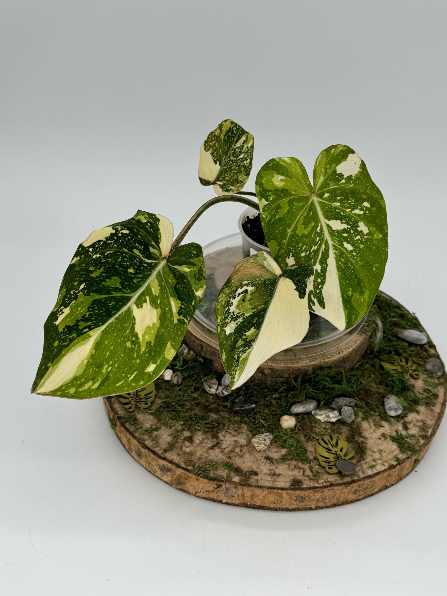 Gloriosum tricolor