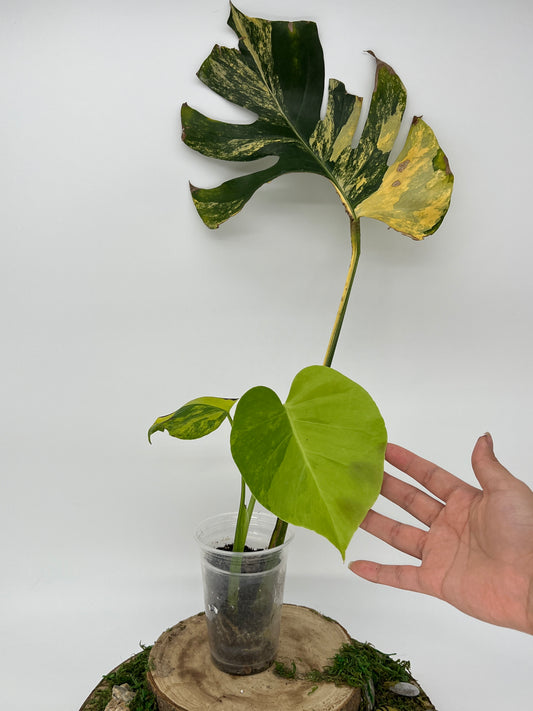 Monstera Aurea Large form