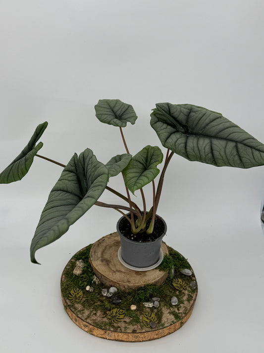 Alocasia platinum