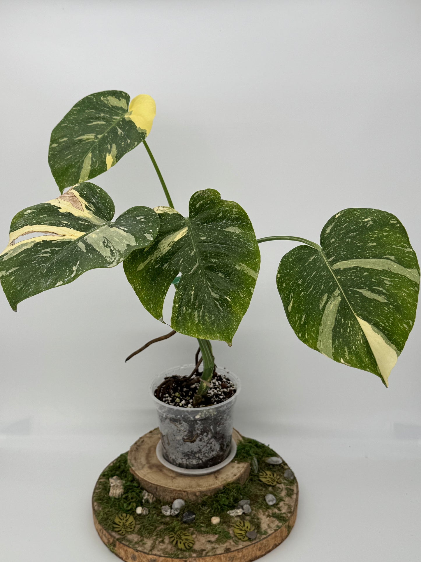 Monstera thai constellation