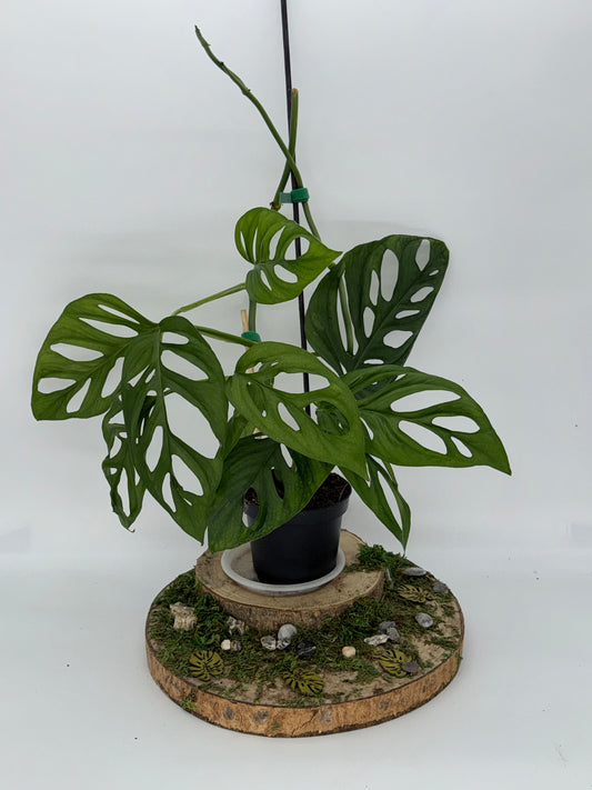 Monstera tamarindo