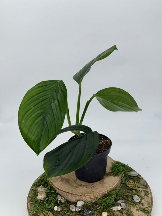 Monstera dark pinnatipartita