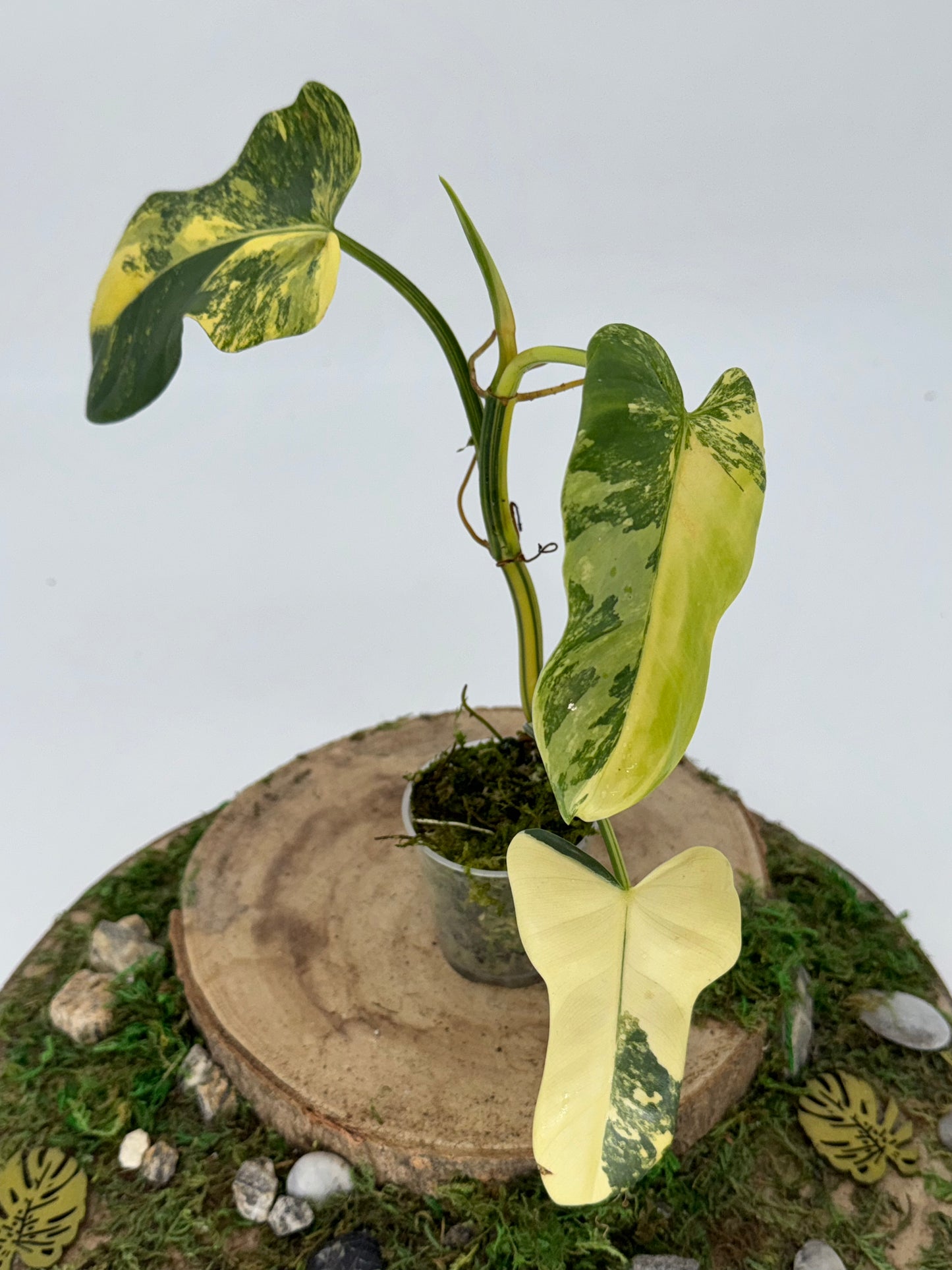 Philodendron bipennifolium variegata