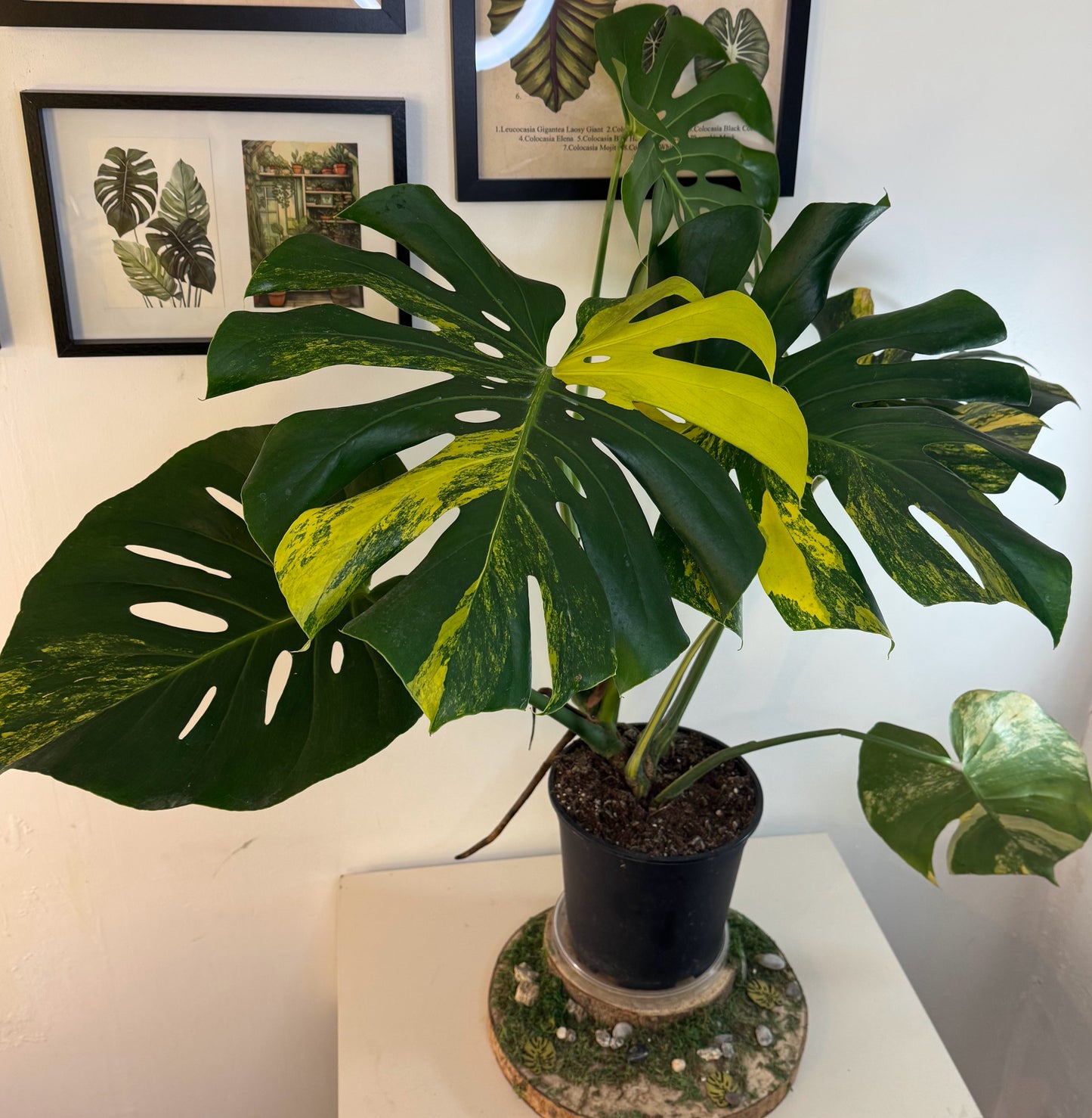 Monstera aurea LARGE FORM plante entière