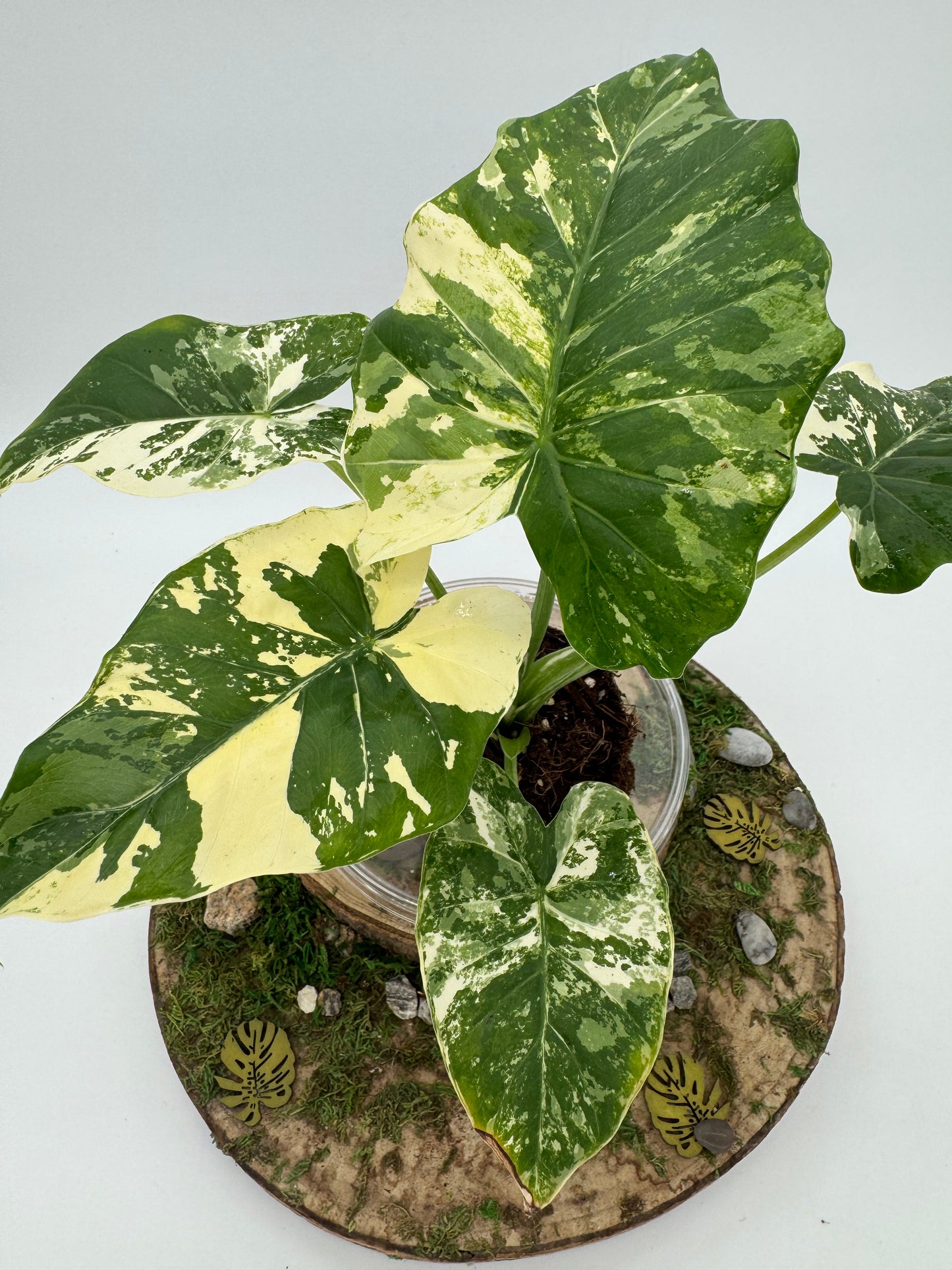 Alocasia okinawa silver